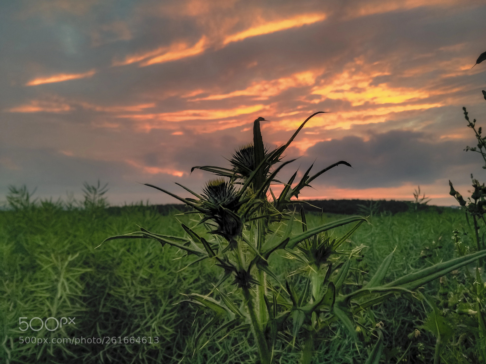 HUAWEI Honor 5X sample photo. Thistle with a sunset photography