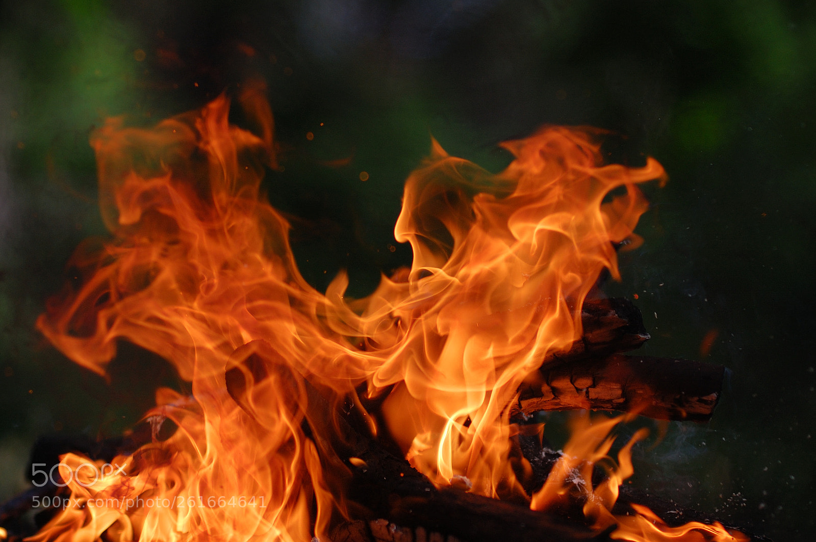 Nikon D40 sample photo. Fire in forest photography