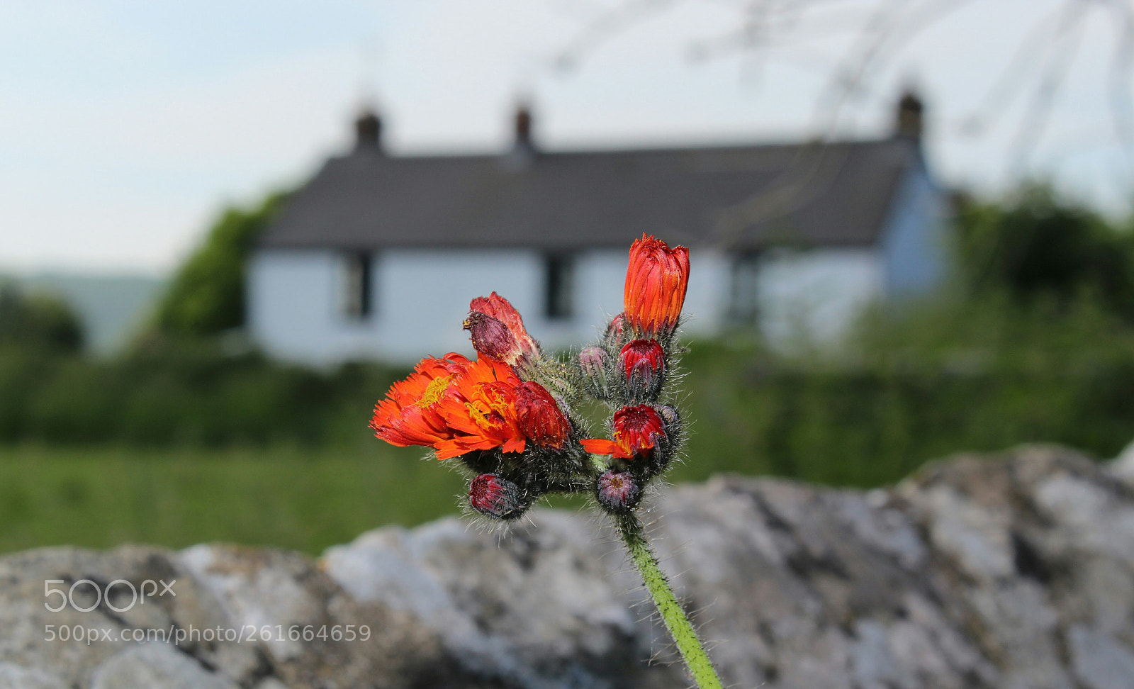Canon EOS 1300D (EOS Rebel T6 / EOS Kiss X80) sample photo. Out in the country photography