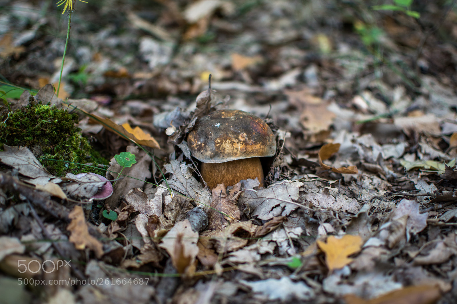 Nikon D5500 sample photo. Mushroom photography