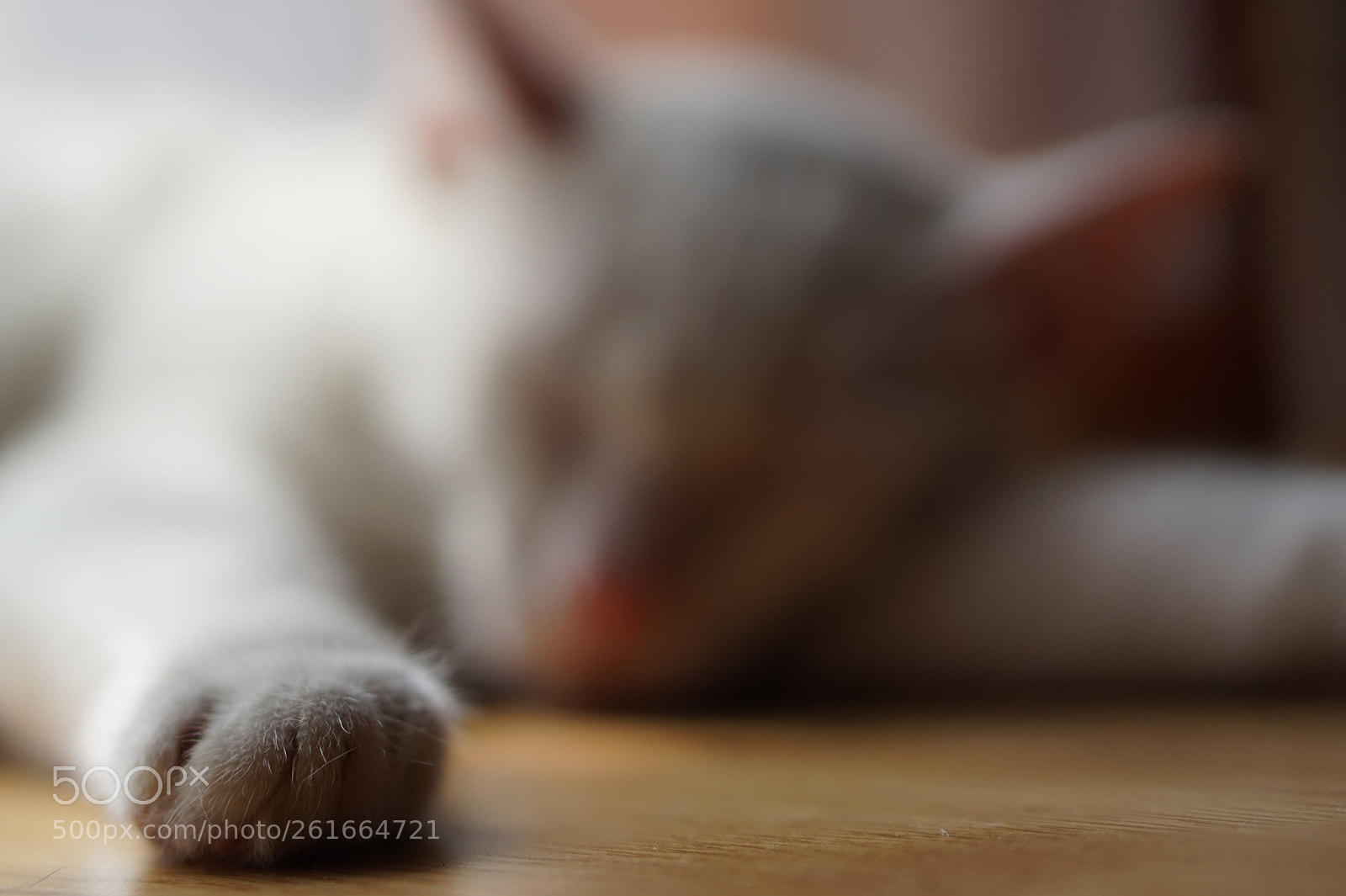 Sony Alpha a5000 (ILCE 5000) sample photo. Sleep... :) photography