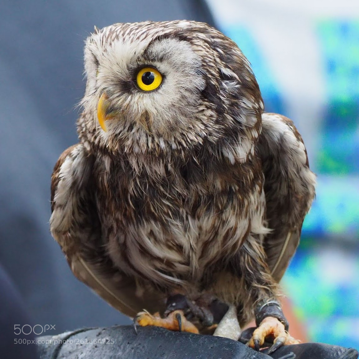 Olympus OM-D E-M10 III sample photo. Yellow eye photography