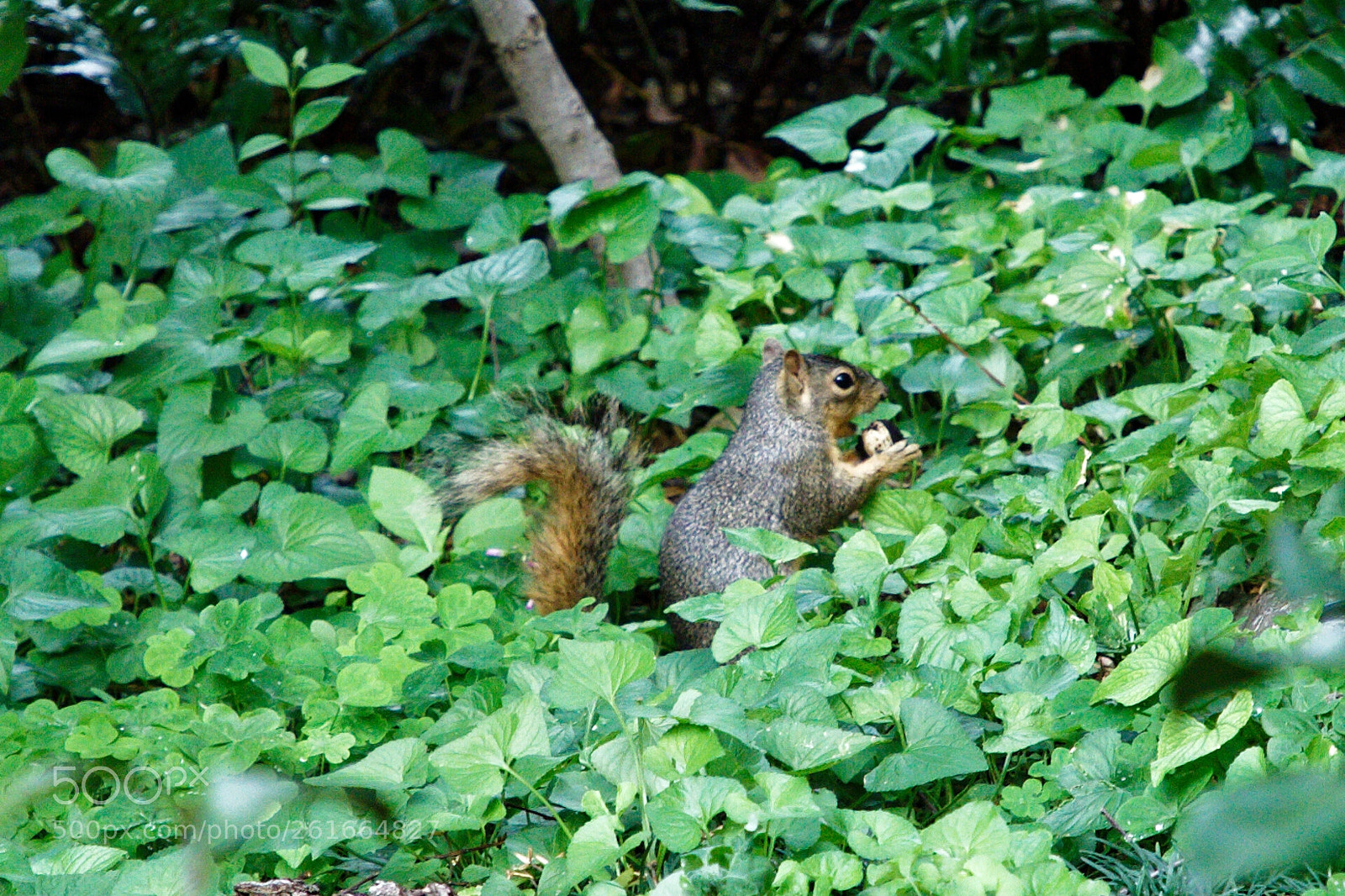Canon EF 24-105mm F4L IS II USM sample photo. Ooo, squirrel! photography