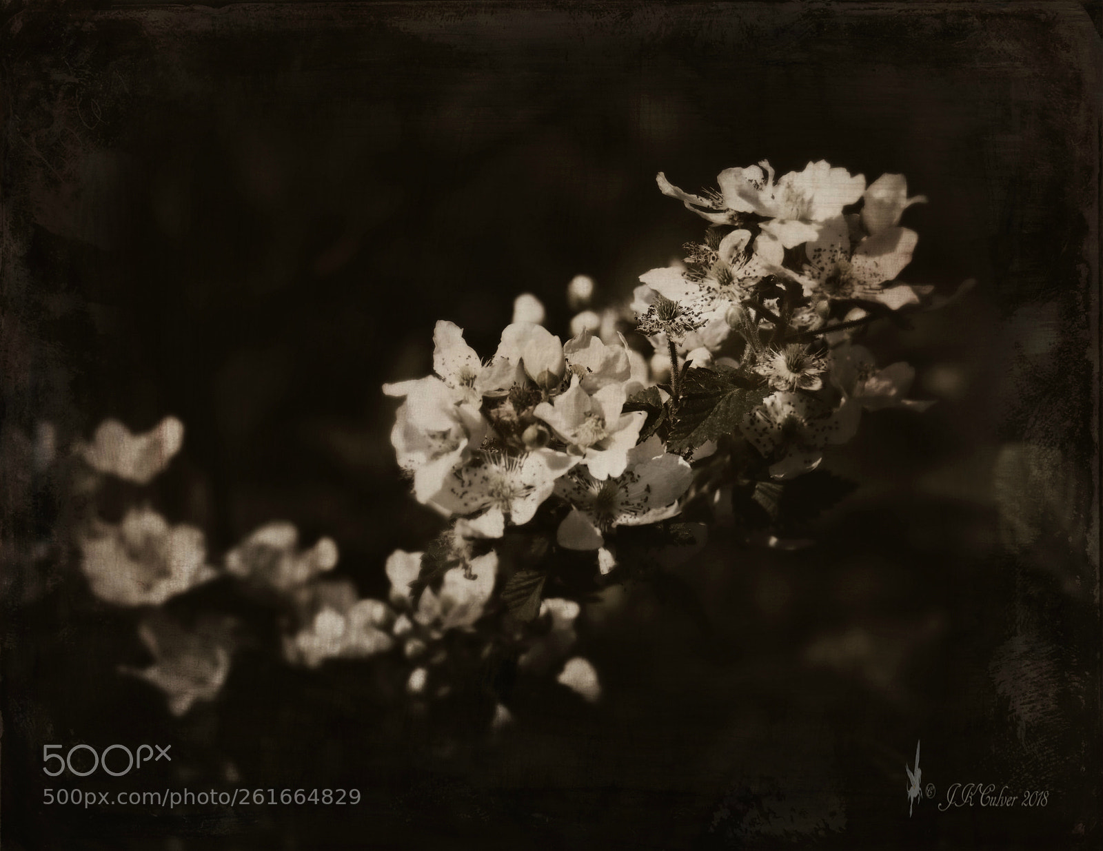 Canon EOS 77D (EOS 9000D / EOS 770D) sample photo. Blossoming photography