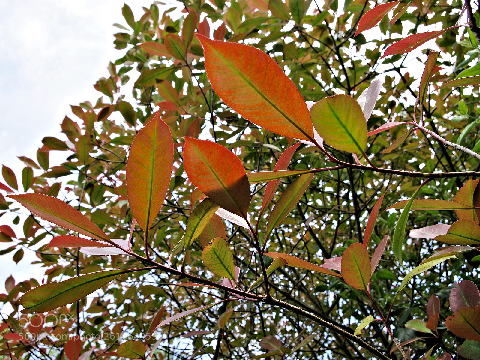 Pentax K-3 sample photo. Summer colours photography