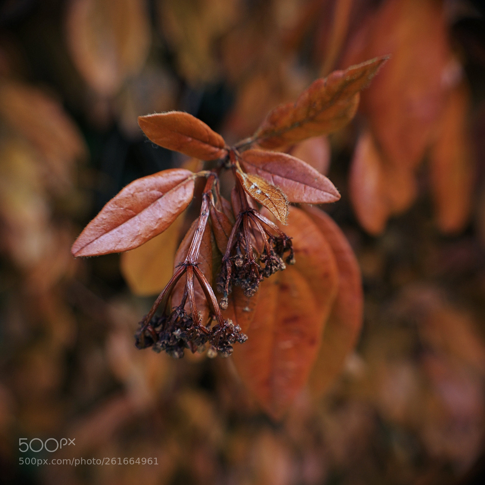 Pentax K-3 sample photo. Dying shrub photography