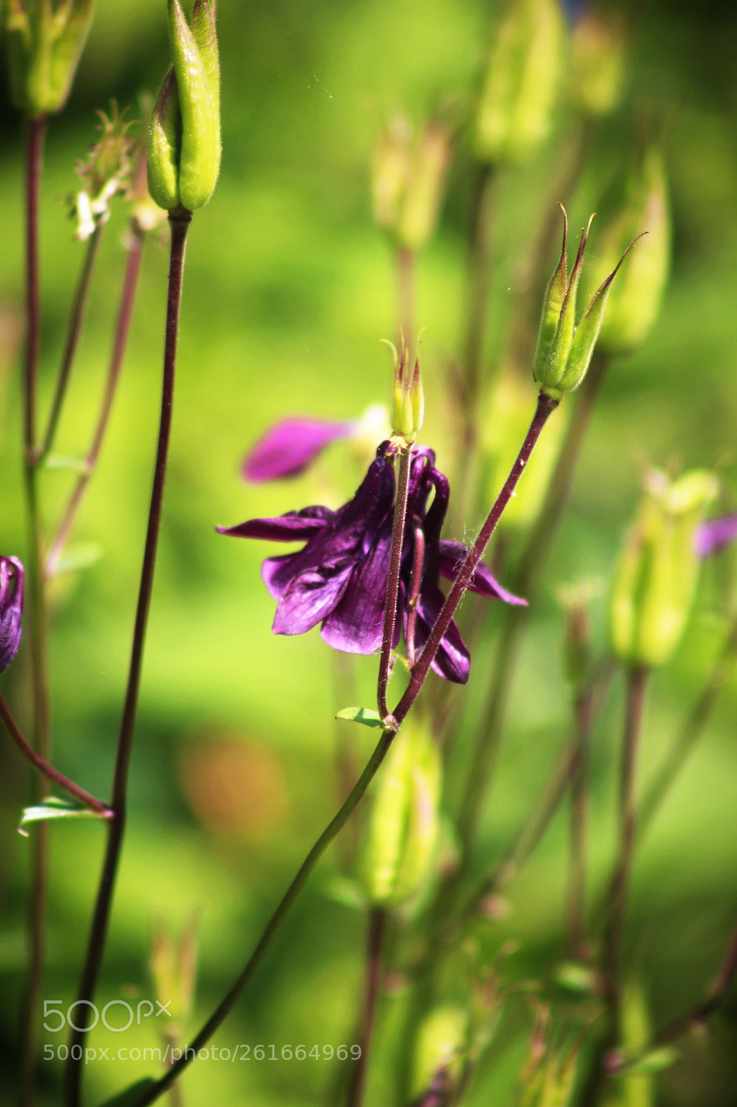 Canon EOS 700D (EOS Rebel T5i / EOS Kiss X7i) sample photo. Purple bell photography