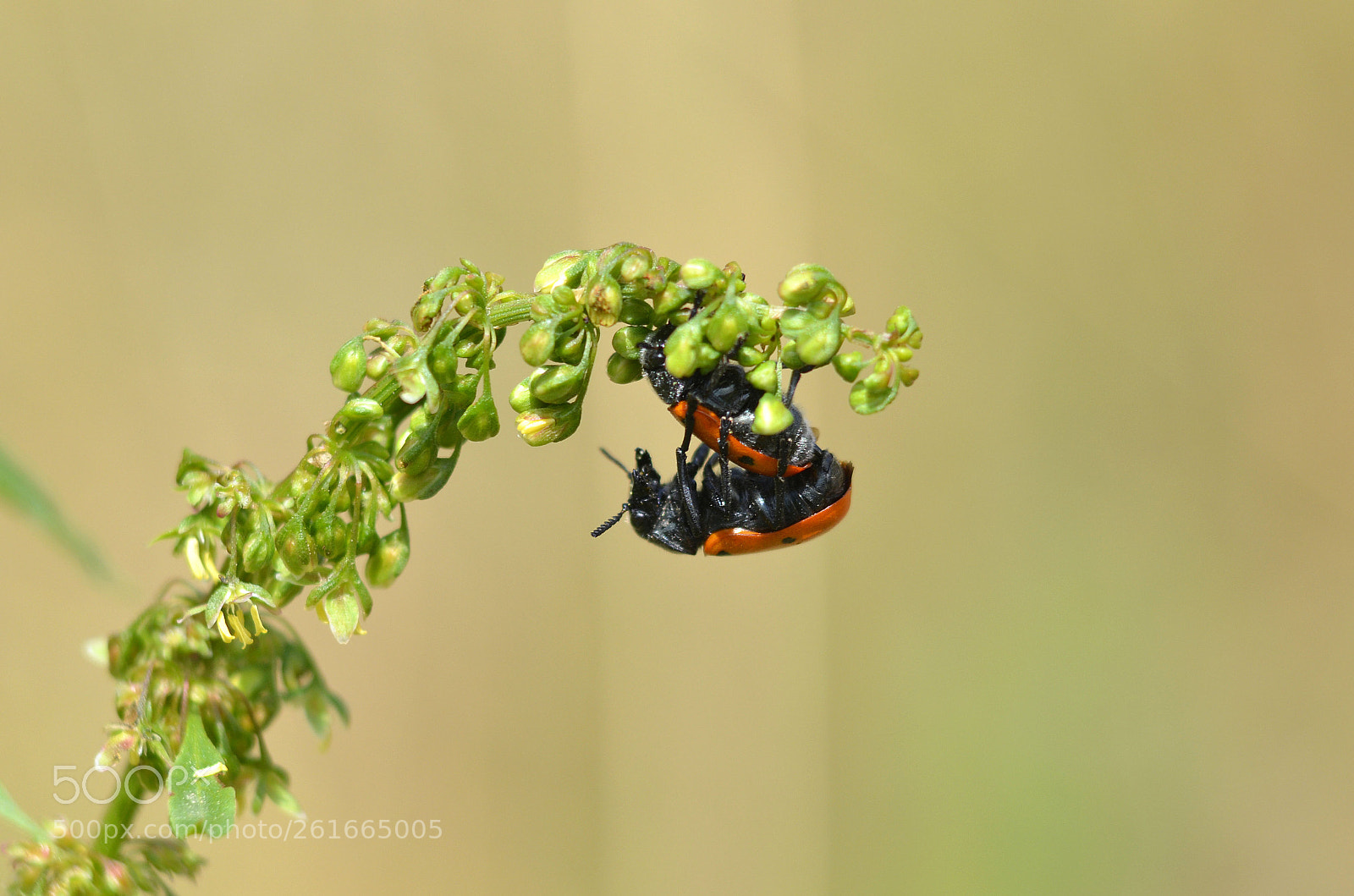 Nikon D5100 sample photo. Desafiando la gravedad photography