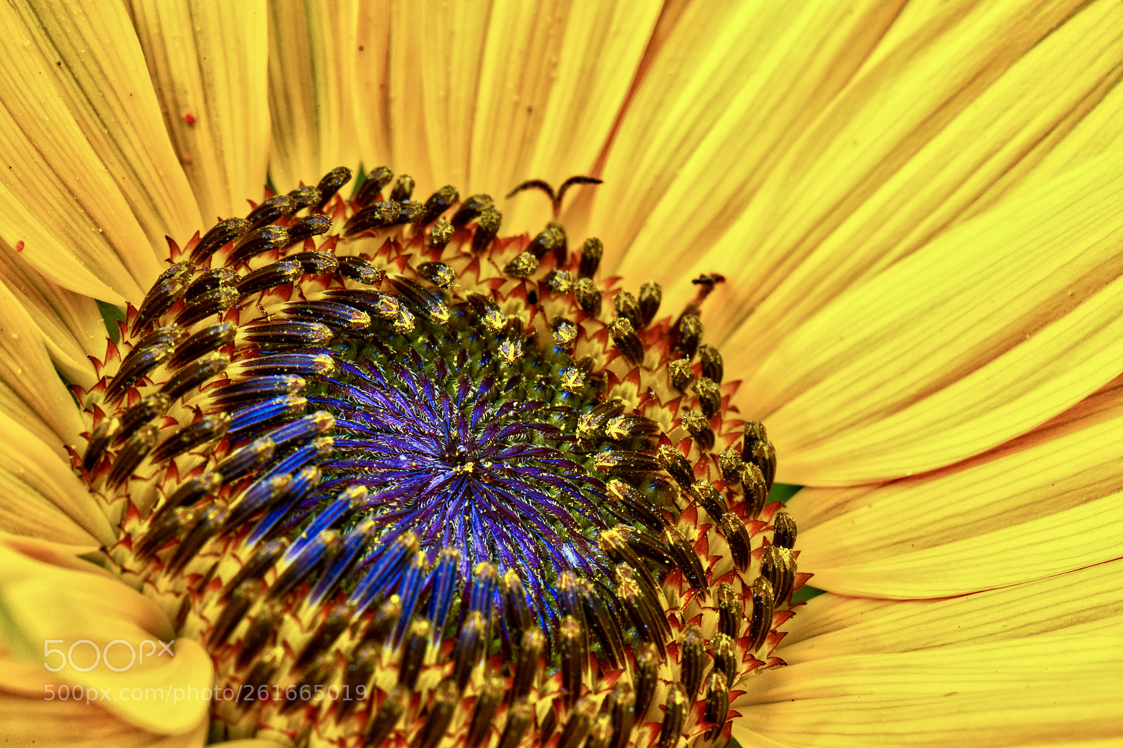 Nikon D850 sample photo. Golden bowl of the photography