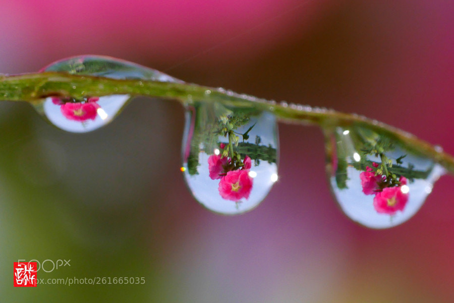 Panasonic Lumix DMC-GX7 sample photo. Morning dew 0610 photography