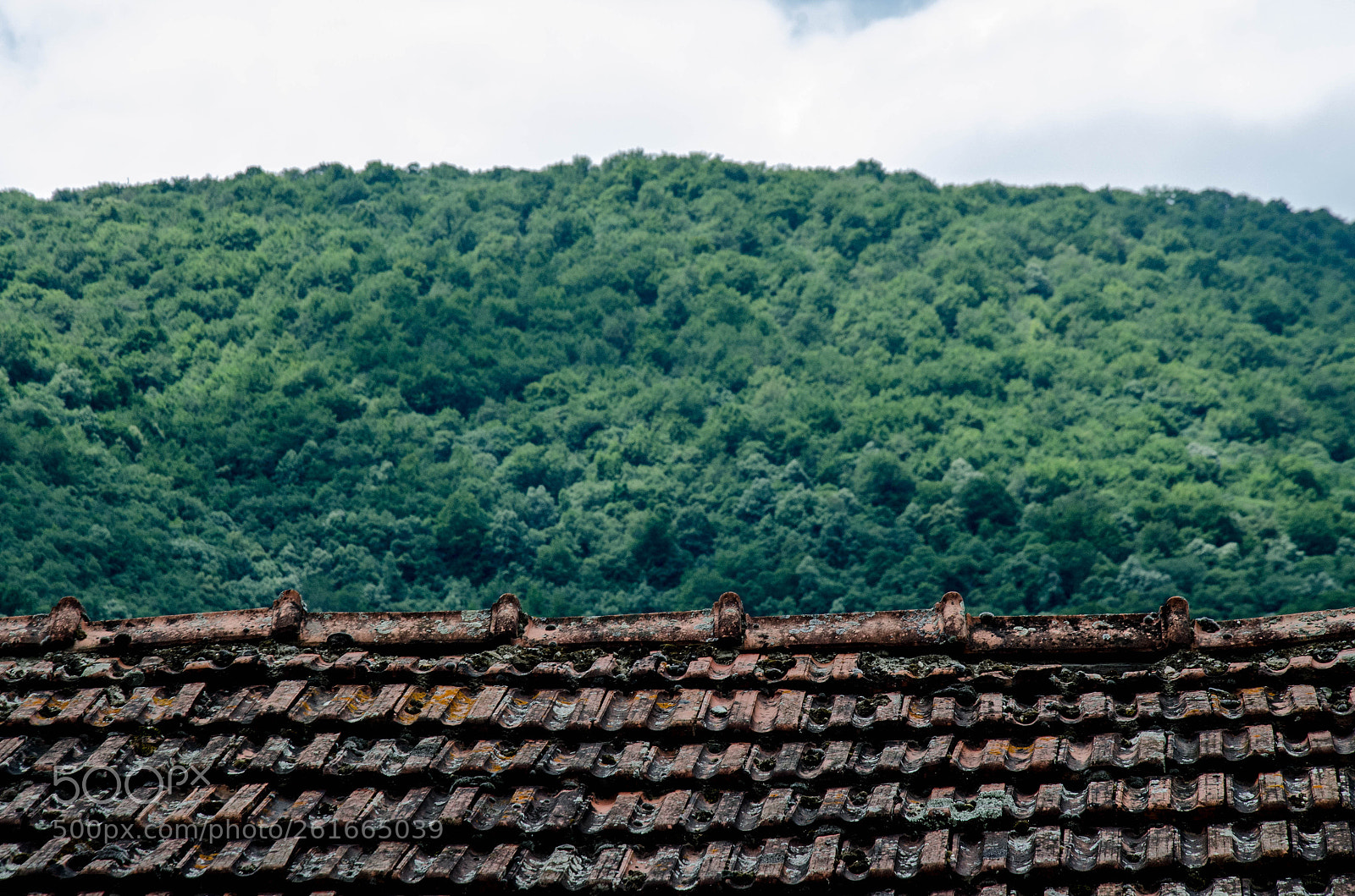 Nikon D5100 sample photo. Rood forest sky photography