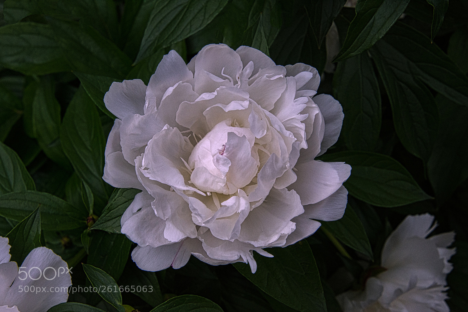 Nikon D7200 sample photo. Peony #2 - luminar2018 photography