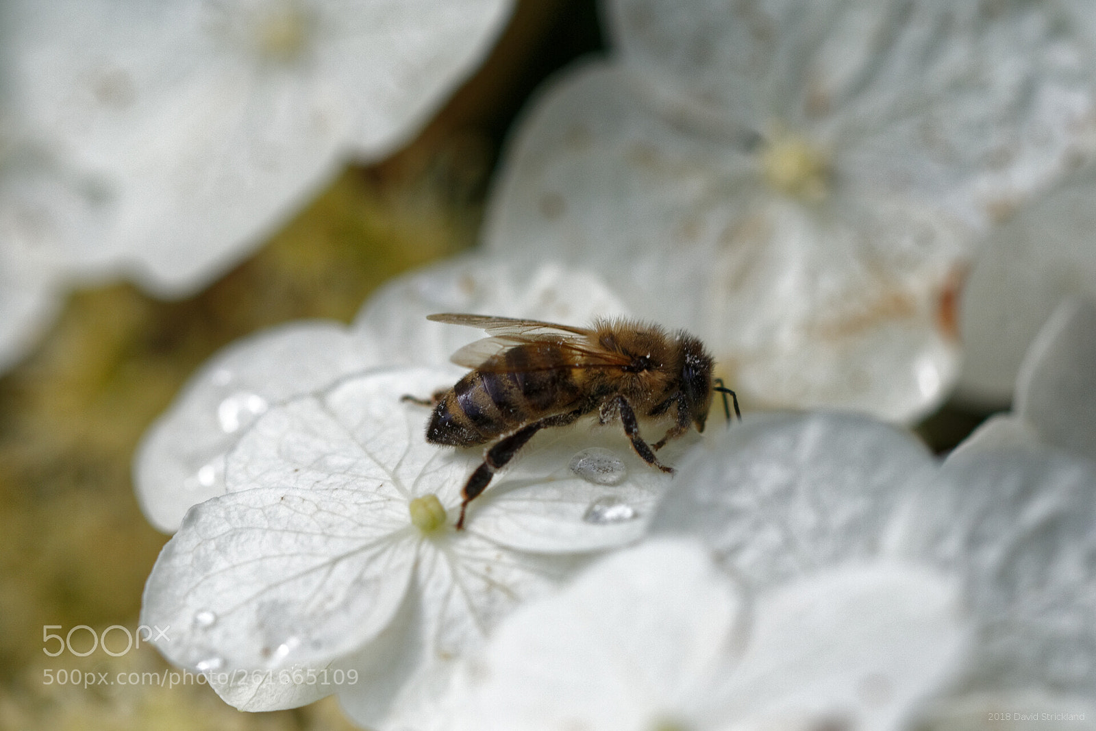 Canon EOS 6D Mark II sample photo. Distracted bee photography