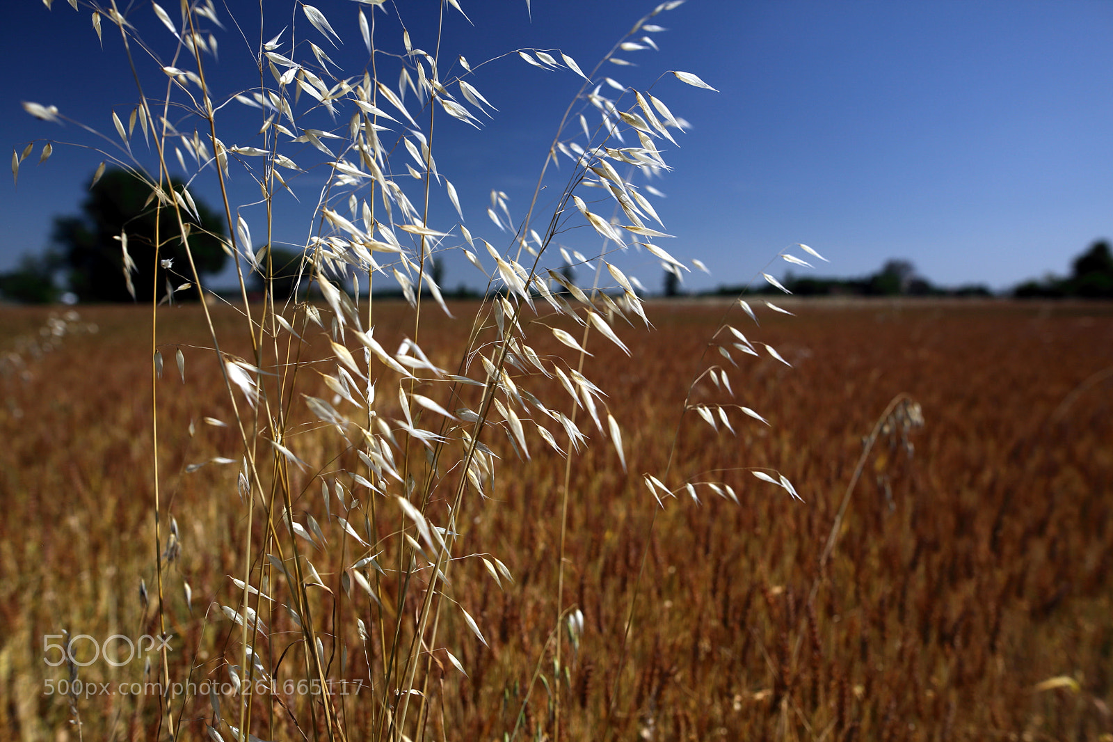Canon EOS 5D Mark II sample photo. Dancing with the wind photography