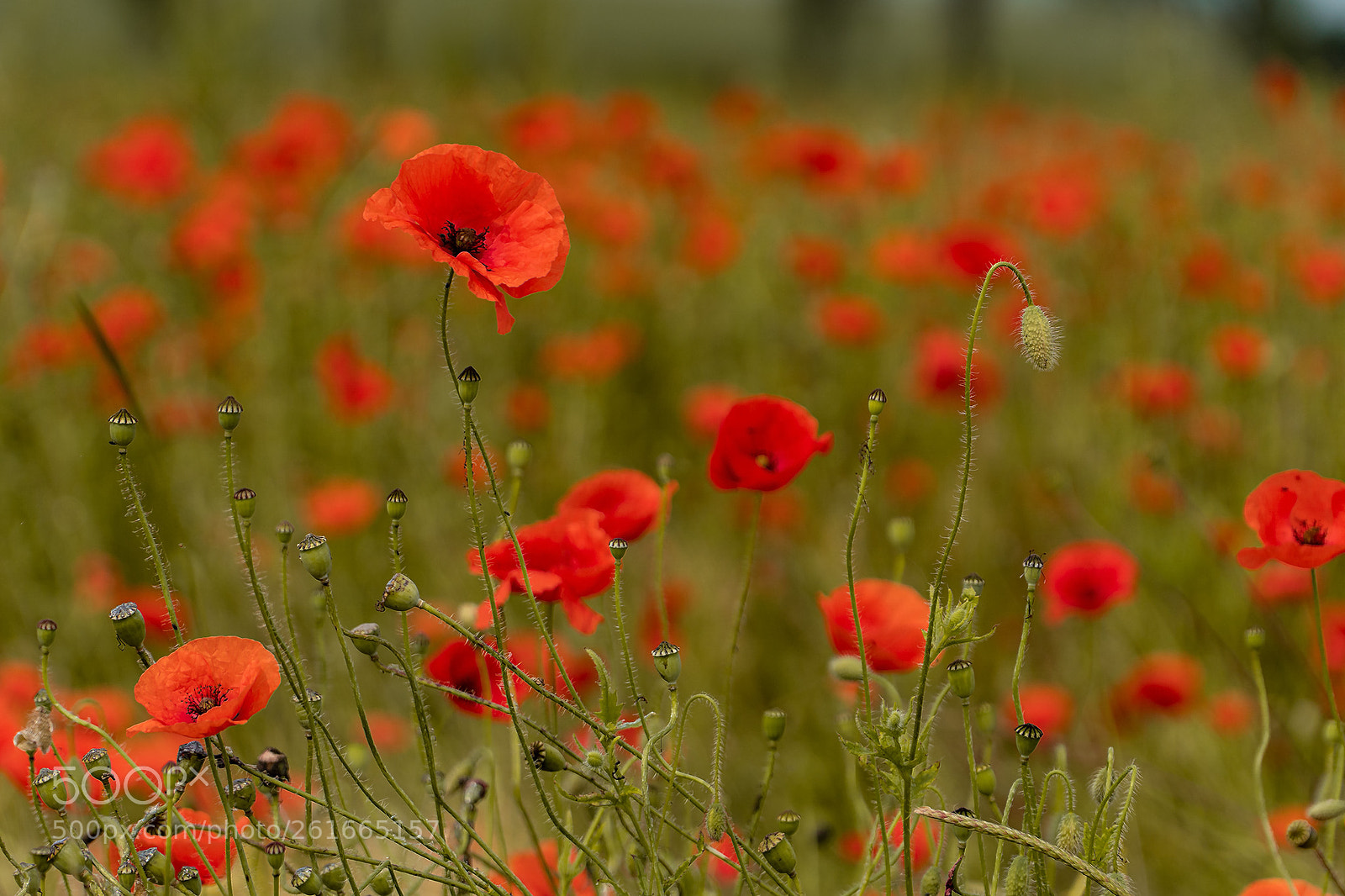 Sony a6500 sample photo. Field of red photography