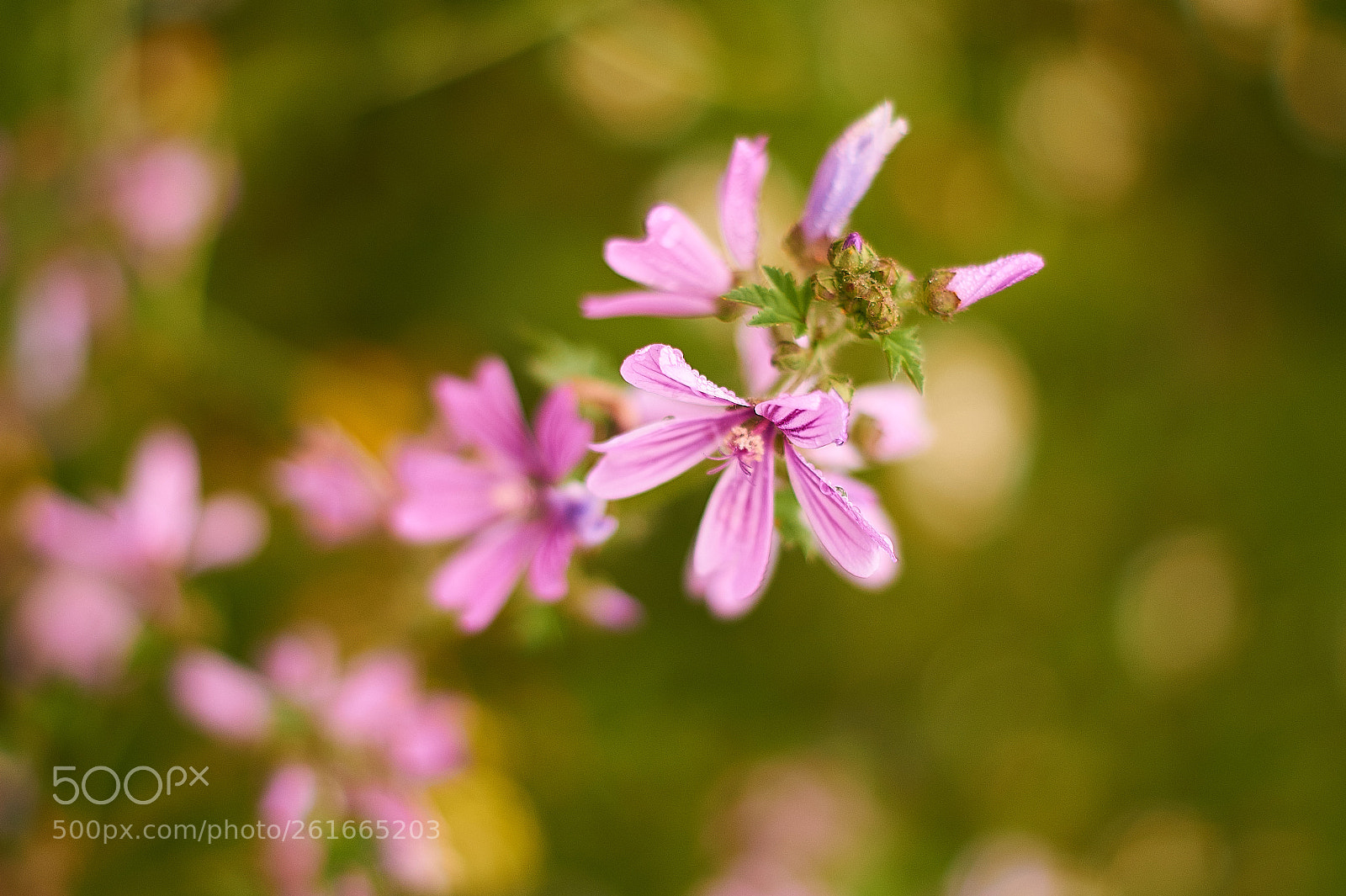 Sony SLT-A58 sample photo. Malvas photography