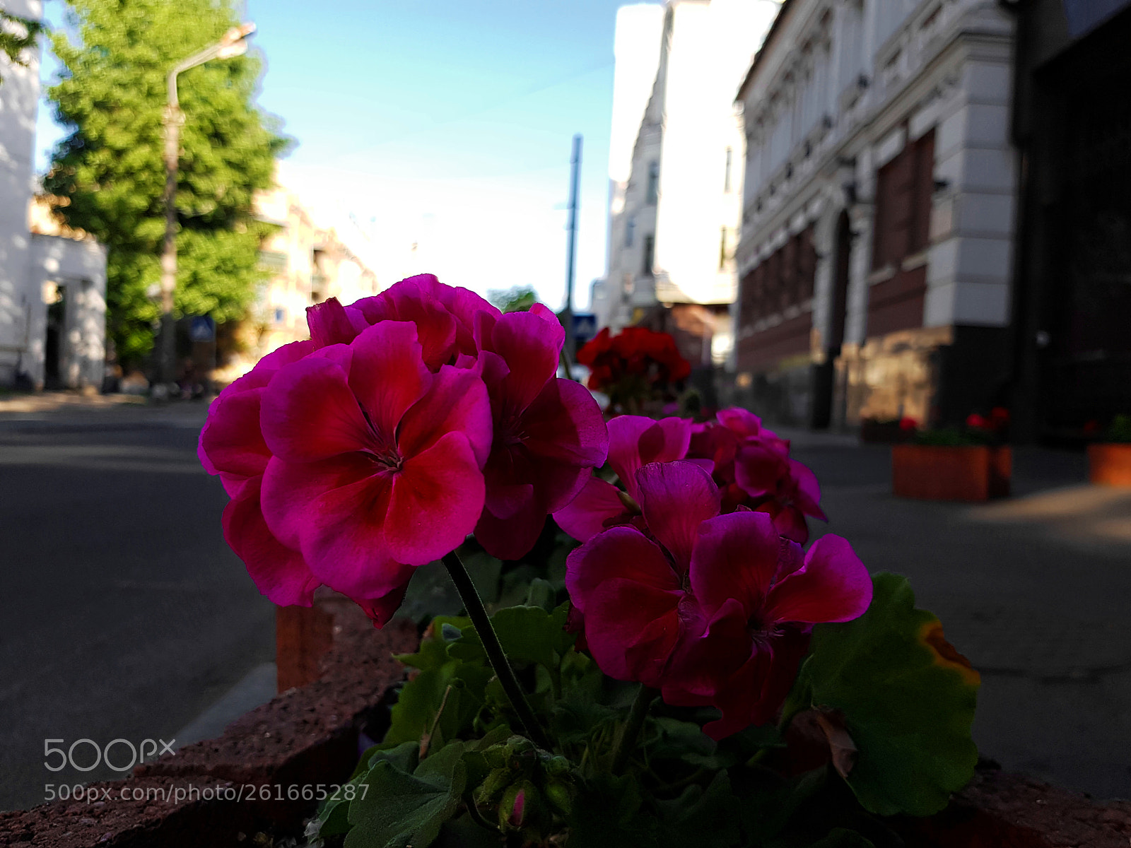 Samsung Galaxy S7 Edge sample photo. Street flowers photography