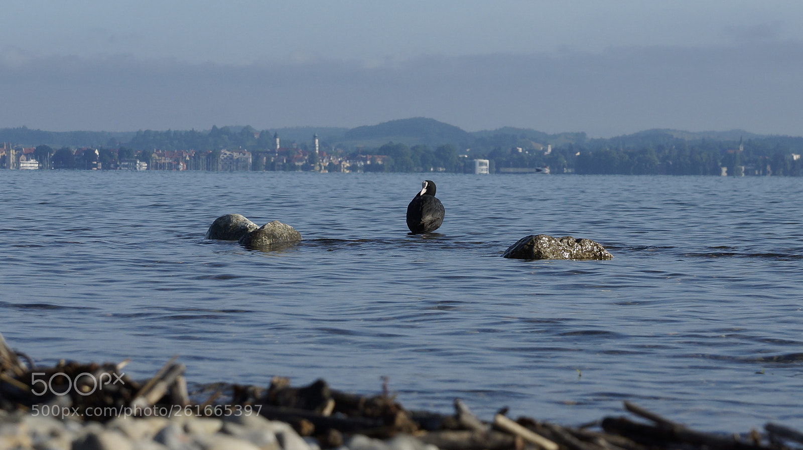 Sony SLT-A77 + Sony DT 16-50mm F2.8 SSM sample photo. ,, swim, fly or crochet?" photography