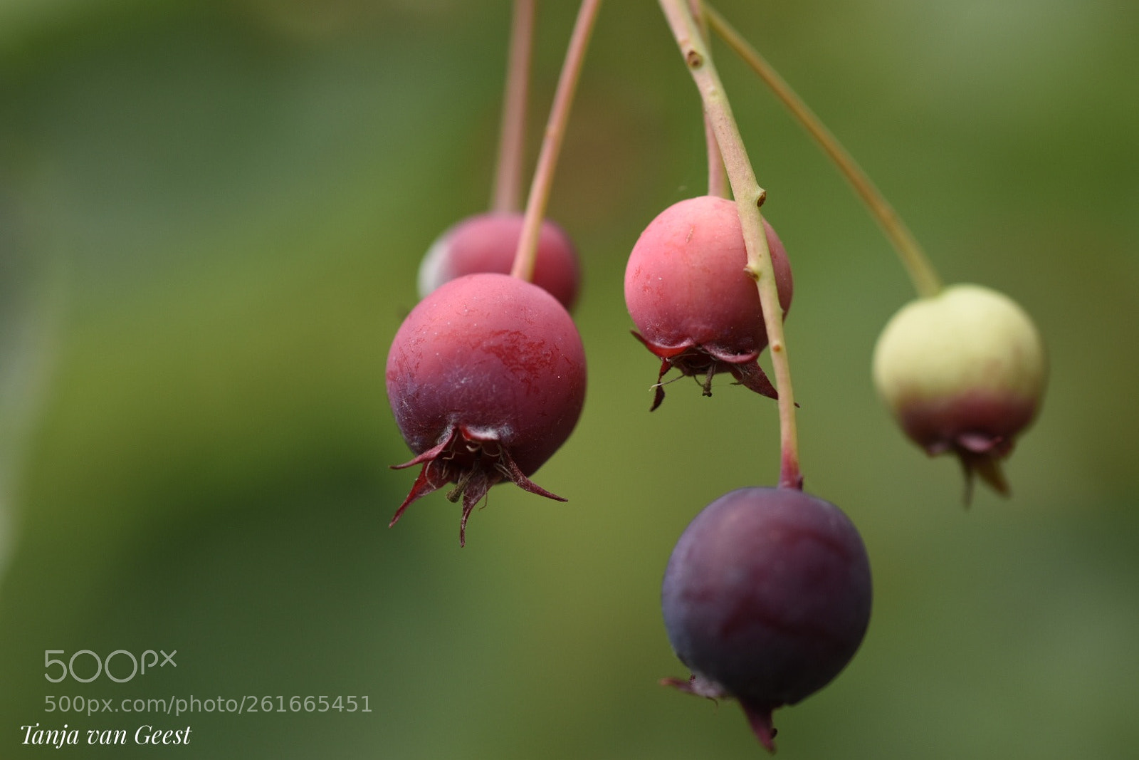 Nikon D5500 sample photo. Berries photography