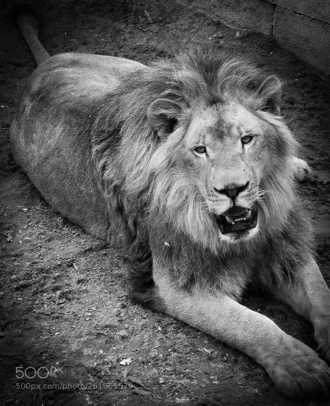Sony a6000 sample photo. King of the jungle photography
