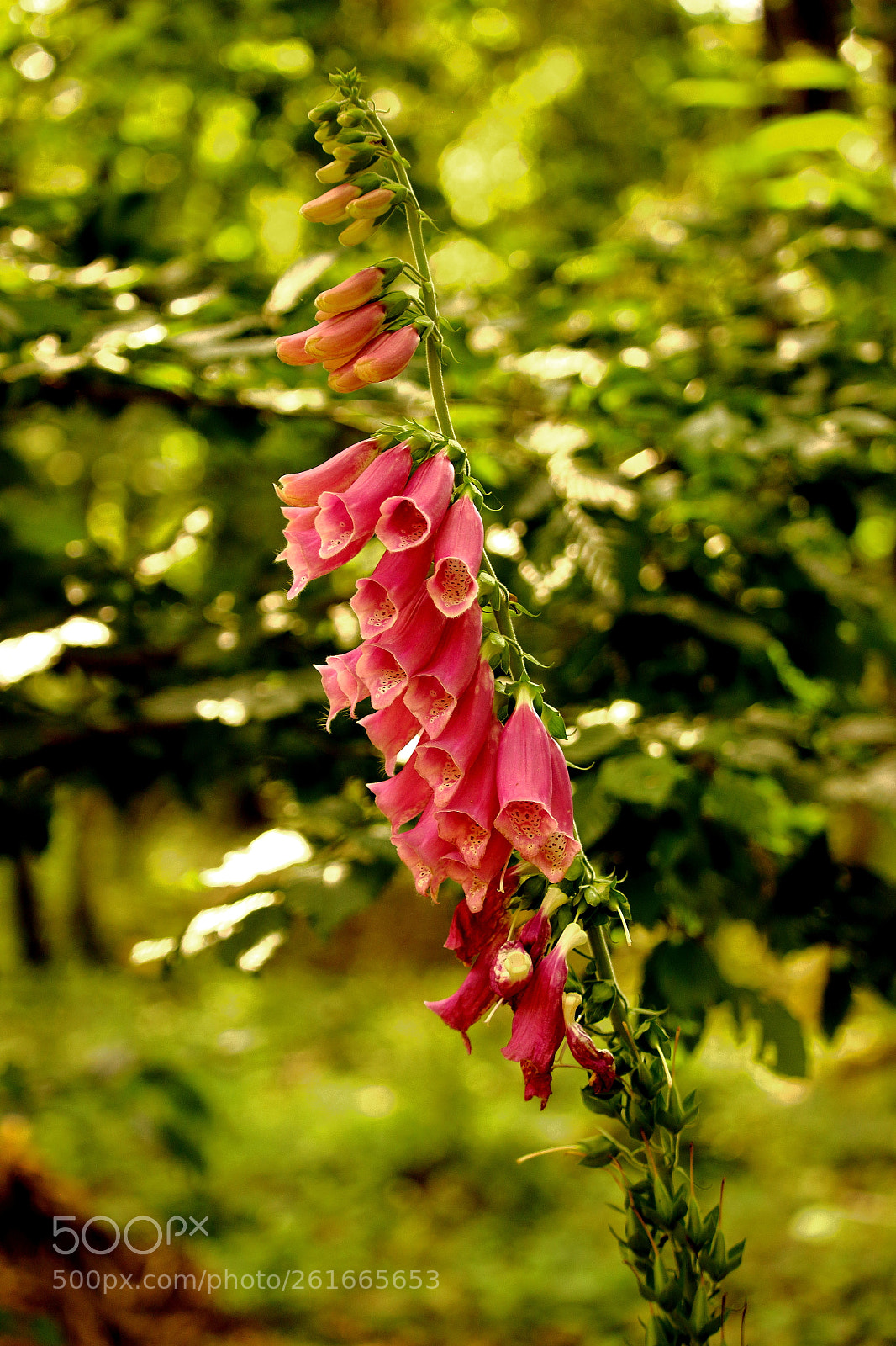 Canon EOS 600D (Rebel EOS T3i / EOS Kiss X5) + Canon EF-S 55-250mm F4-5.6 IS STM sample photo. Foxglove photography
