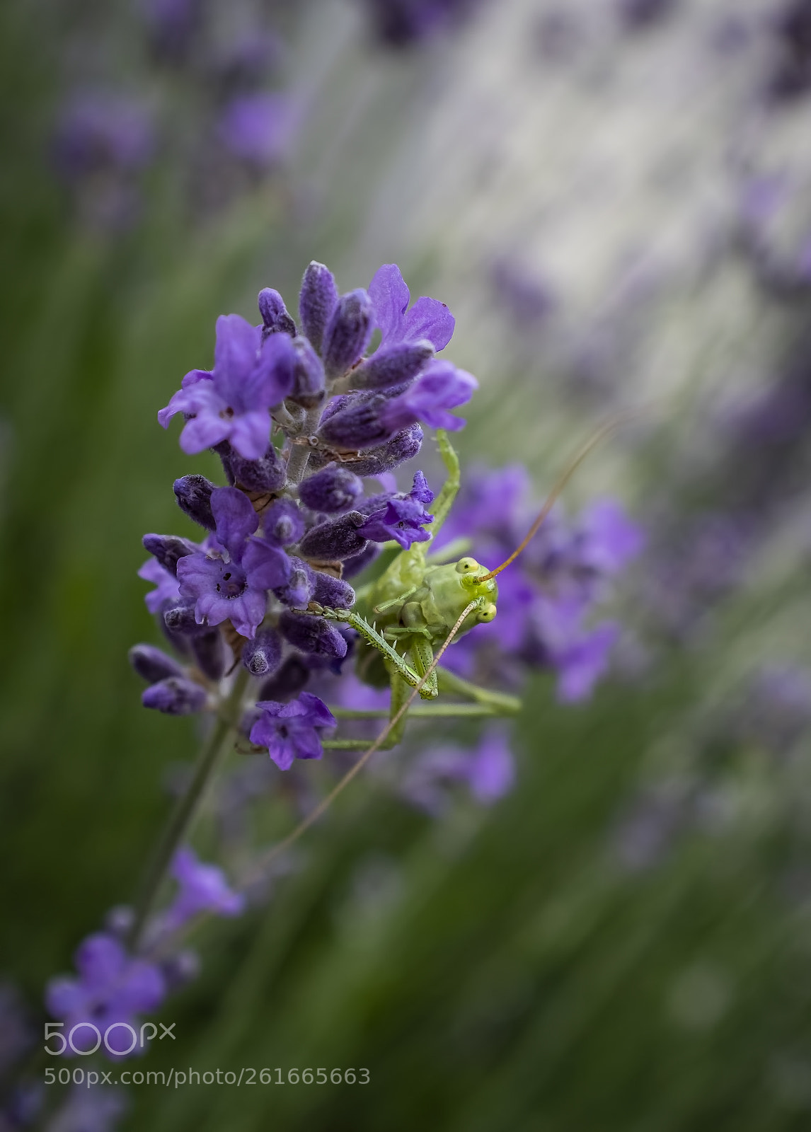 Fujifilm X100F sample photo. Little green grasshopper on photography