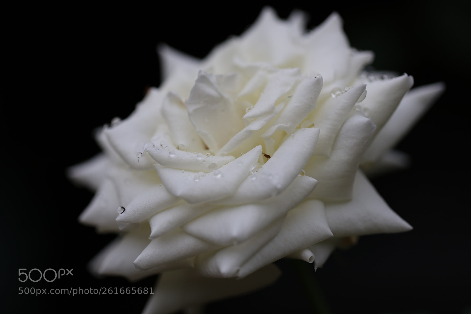 Canon EOS 5DS R sample photo. The roses of my photography