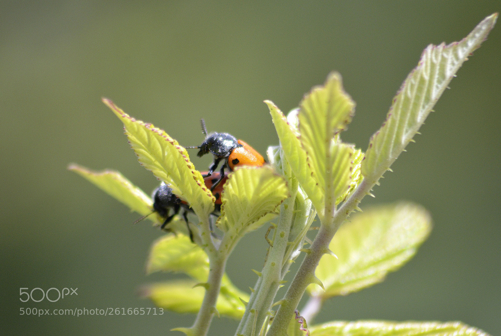 Nikon D5100 sample photo. Buscando intimidad photography