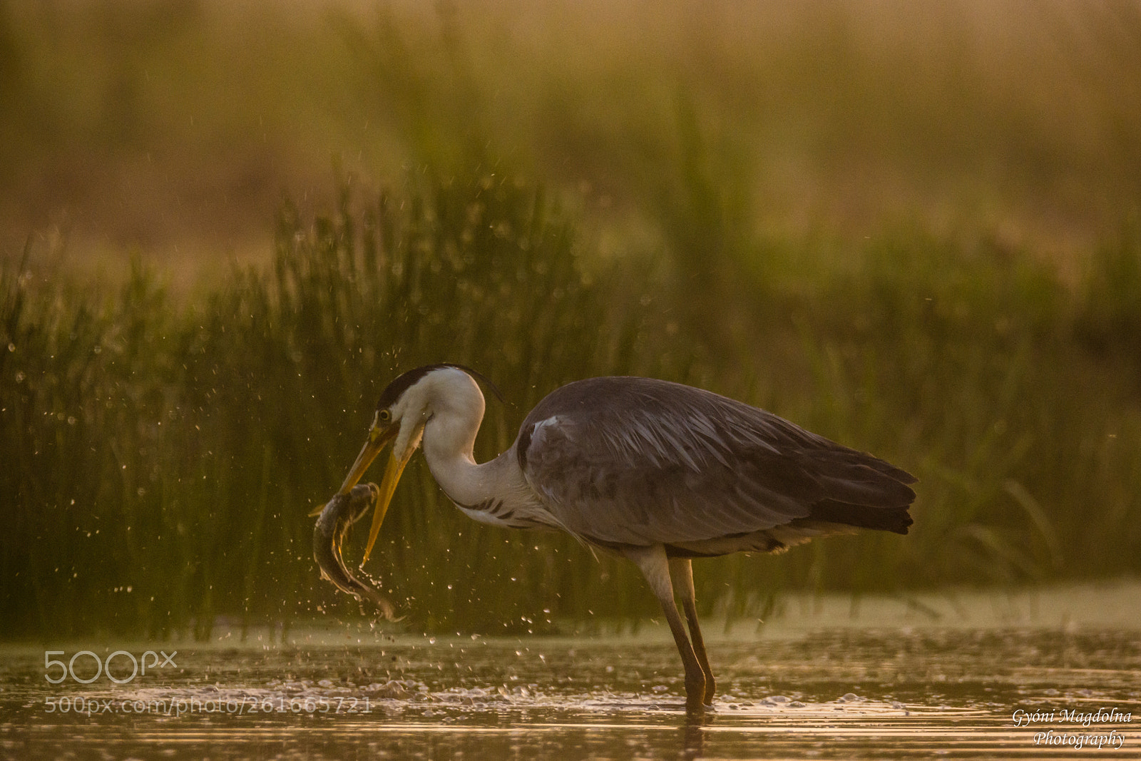 Nikon D7200 sample photo. Dawn on the pond photography