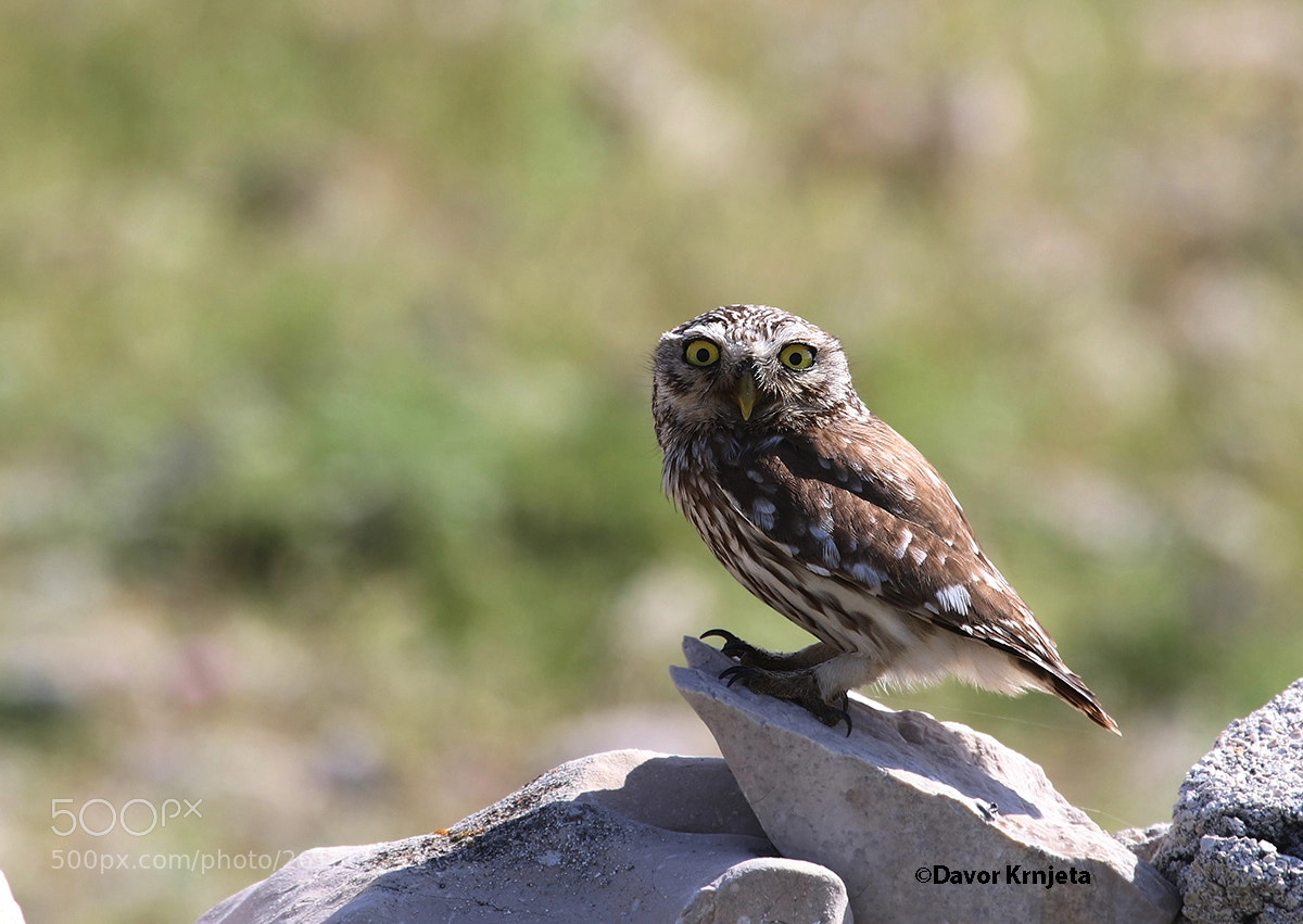 Canon EOS 7D Mark II sample photo. Little owl photography