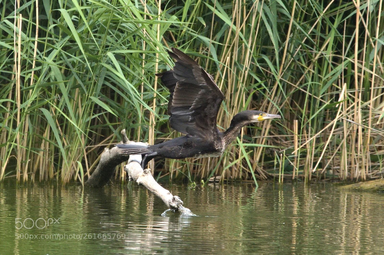 Nikon D750 sample photo. Great cormorant (phalacrocorax carbo) photography