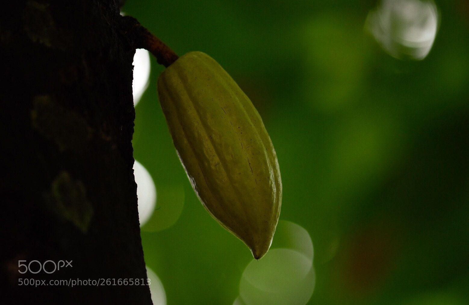 Nikon D7200 sample photo. Cocoa fruit photography