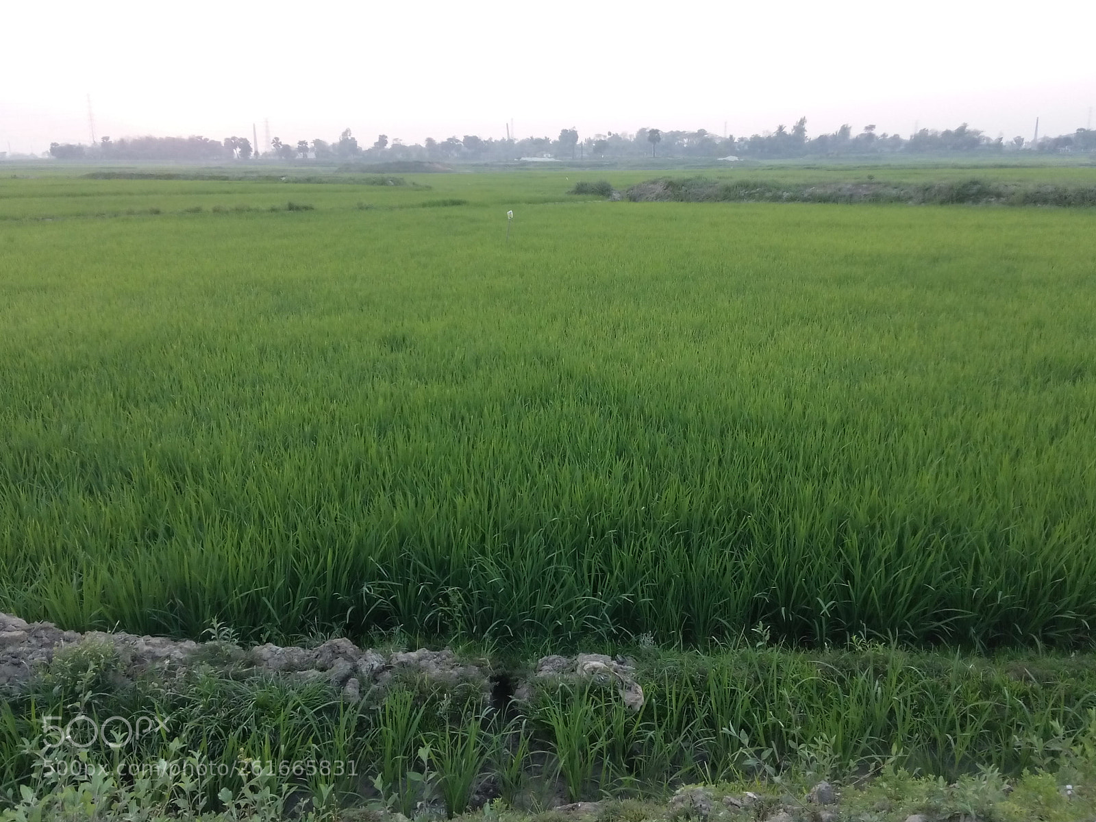 OPPO 1201 sample photo. Untitled photography