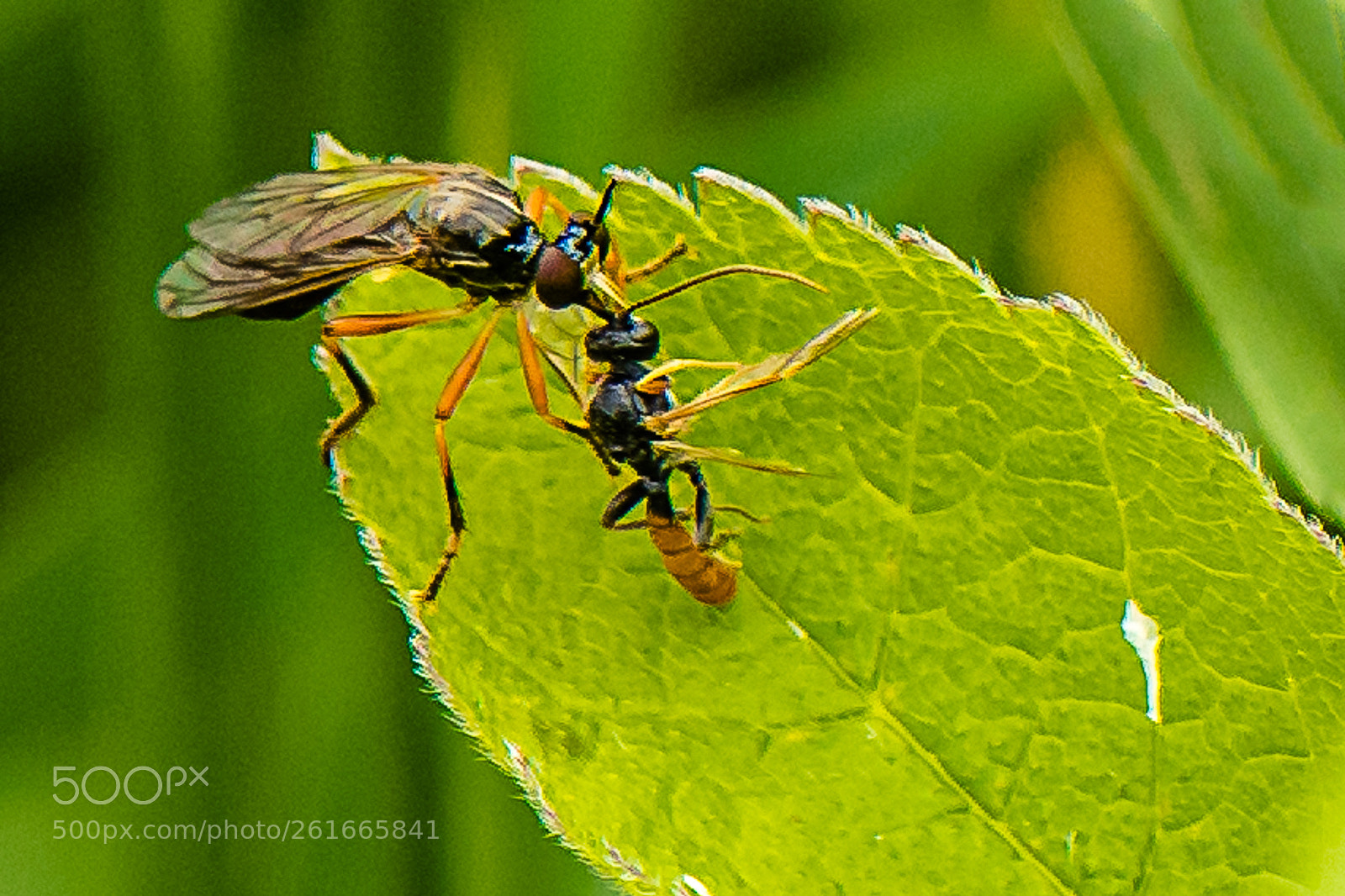 Nikon D500 sample photo. Insect photography