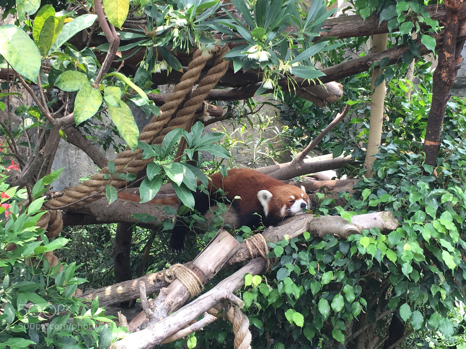 Apple iPhone 6s sample photo. 20180522 - sleeping raccoon photography