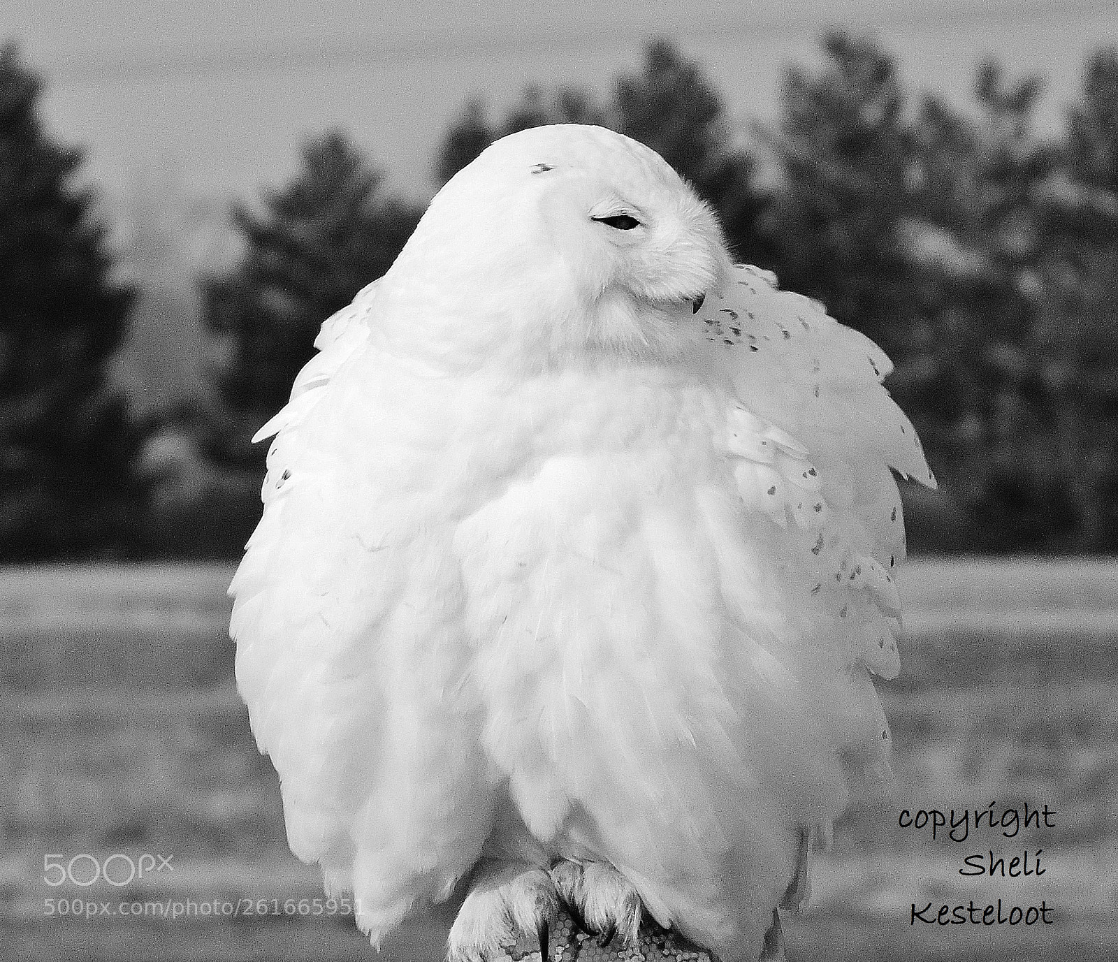 FujiFilm FinePix HS20 EXR (FinePix HS22 EXR) sample photo. Fluffy () photography