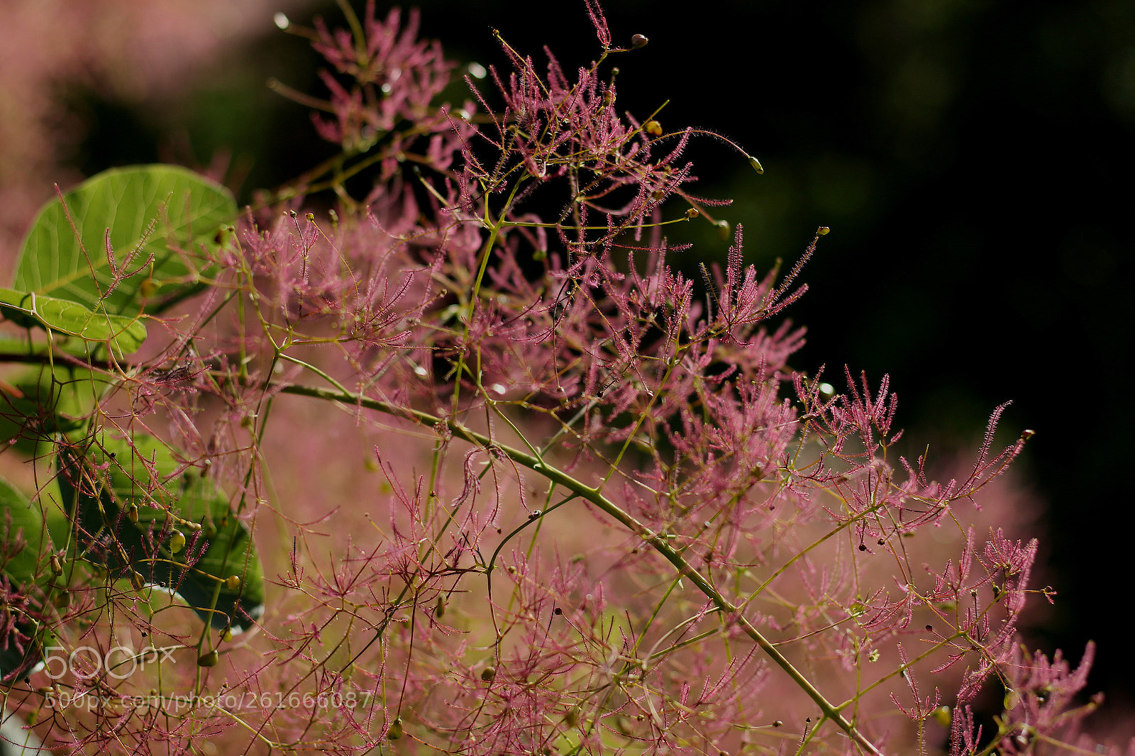 Canon EOS 700D (EOS Rebel T5i / EOS Kiss X7i) + Canon EF 50mm F1.8 STM sample photo. Softness photography