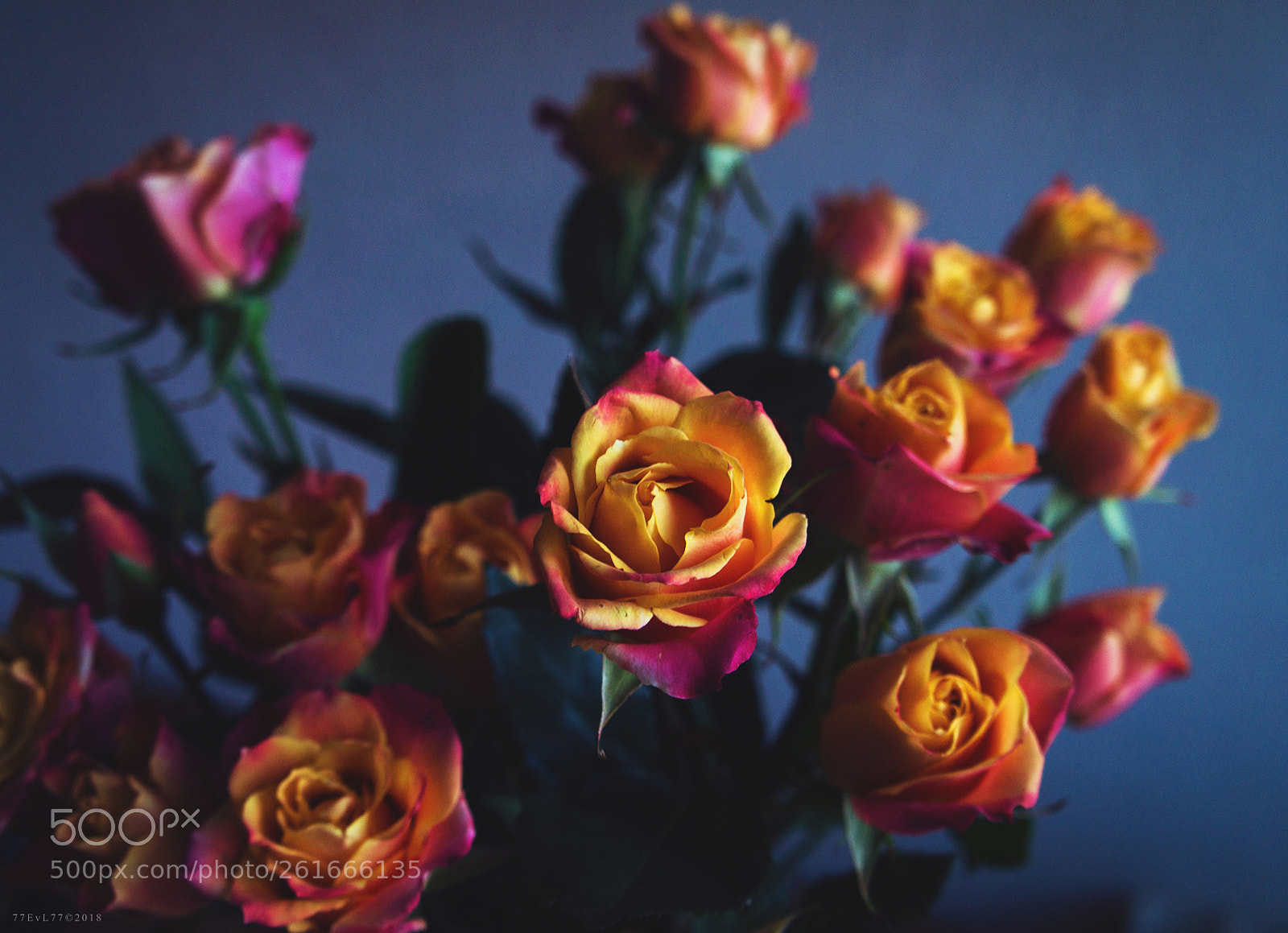 Sony Alpha NEX-F3 sample photo. F l o w photography