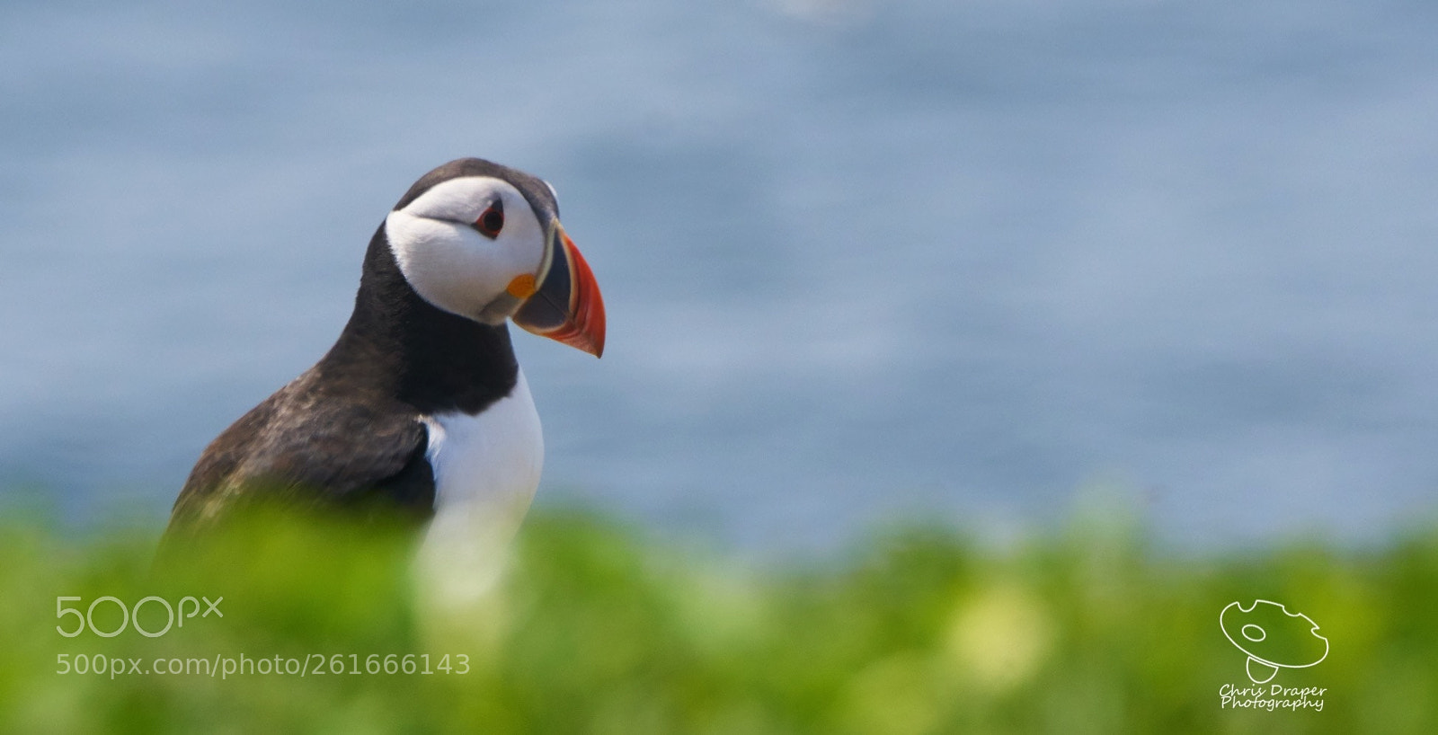 Sony ILCA-77M2 sample photo. Puffin photography