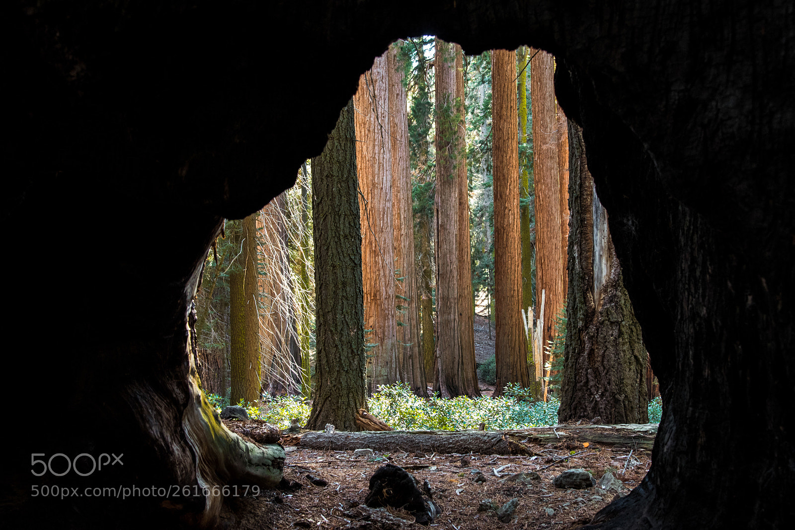 Nikon D750 sample photo. Giant sequoia trees photography