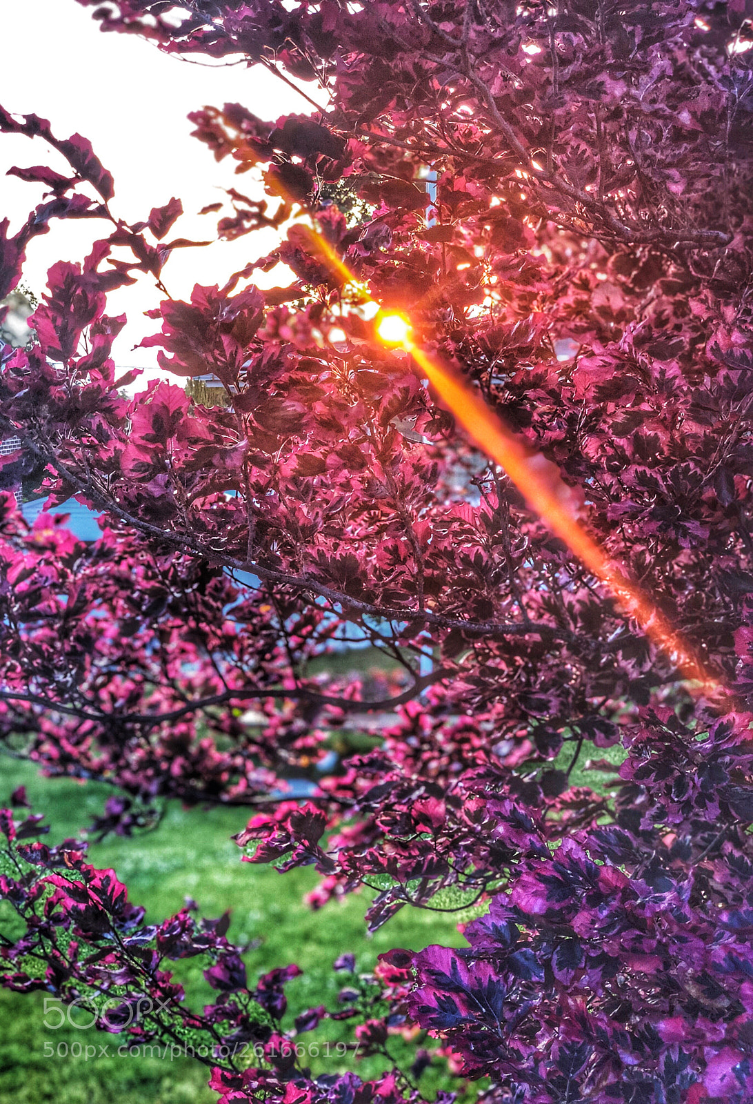 Apple iPhone X sample photo. Summer sunset photography