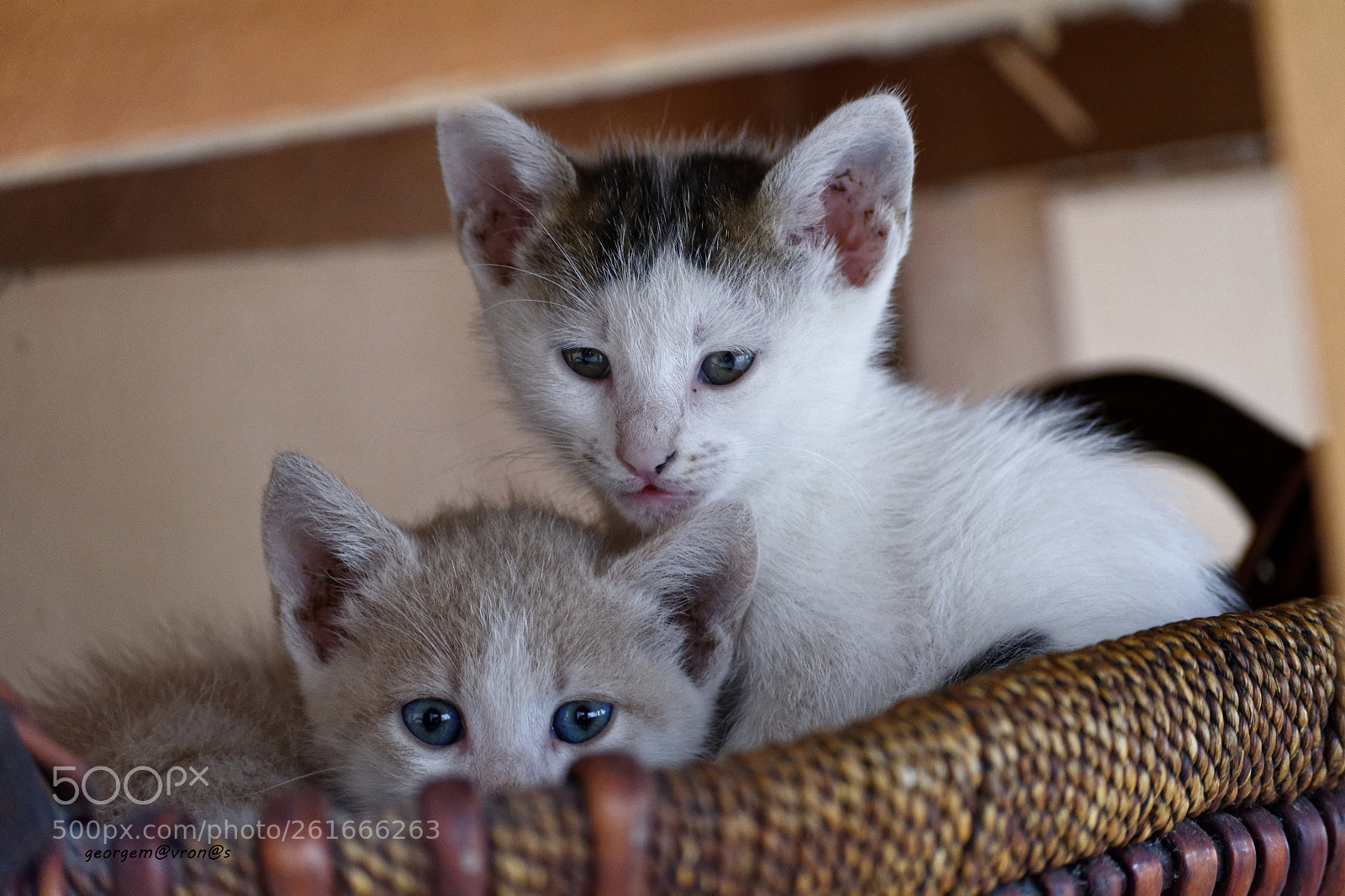 Nikon D7100 sample photo. Shy photography