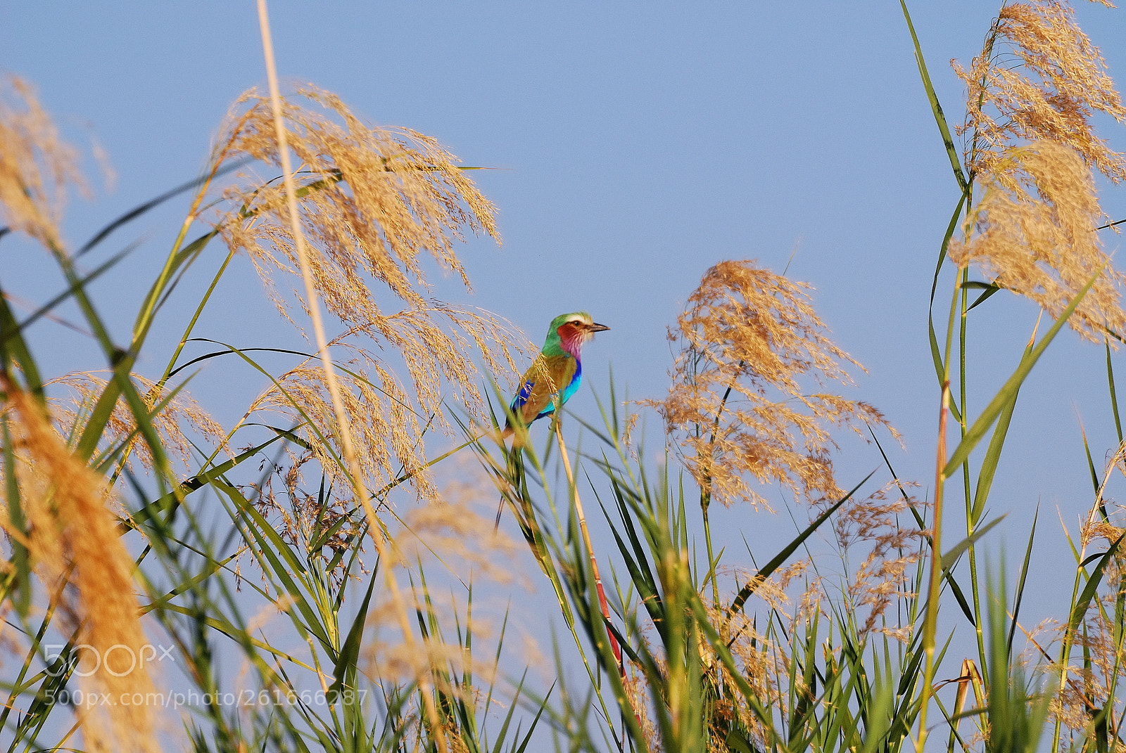 Nikon D80 sample photo. Nx photography