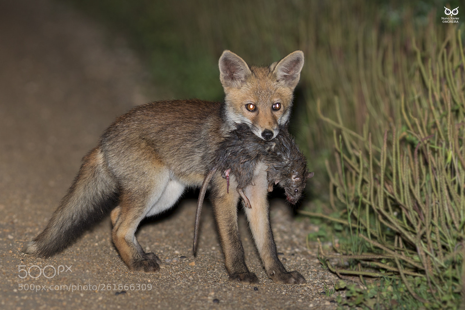 Canon EOS 7D Mark II sample photo. Raposa red fox vulpes photography