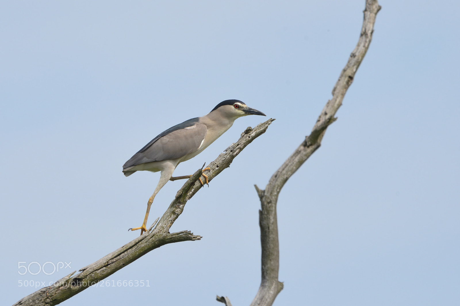 Nikon D750 + Sigma 150-600mm F5-6.3 DG OS HSM | C sample photo. Black-crowned night heron nycticorax photography