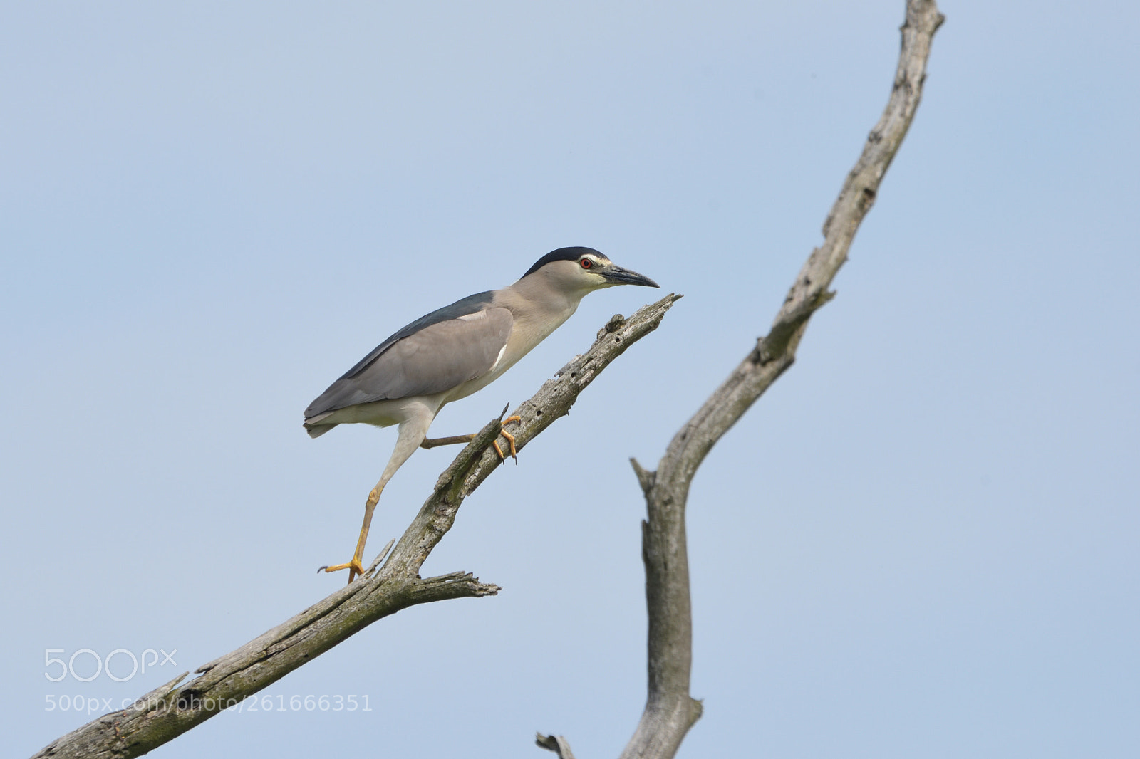 Sigma 150-600mm F5-6.3 DG OS HSM | C sample photo. Black-crowned night heron nycticorax photography