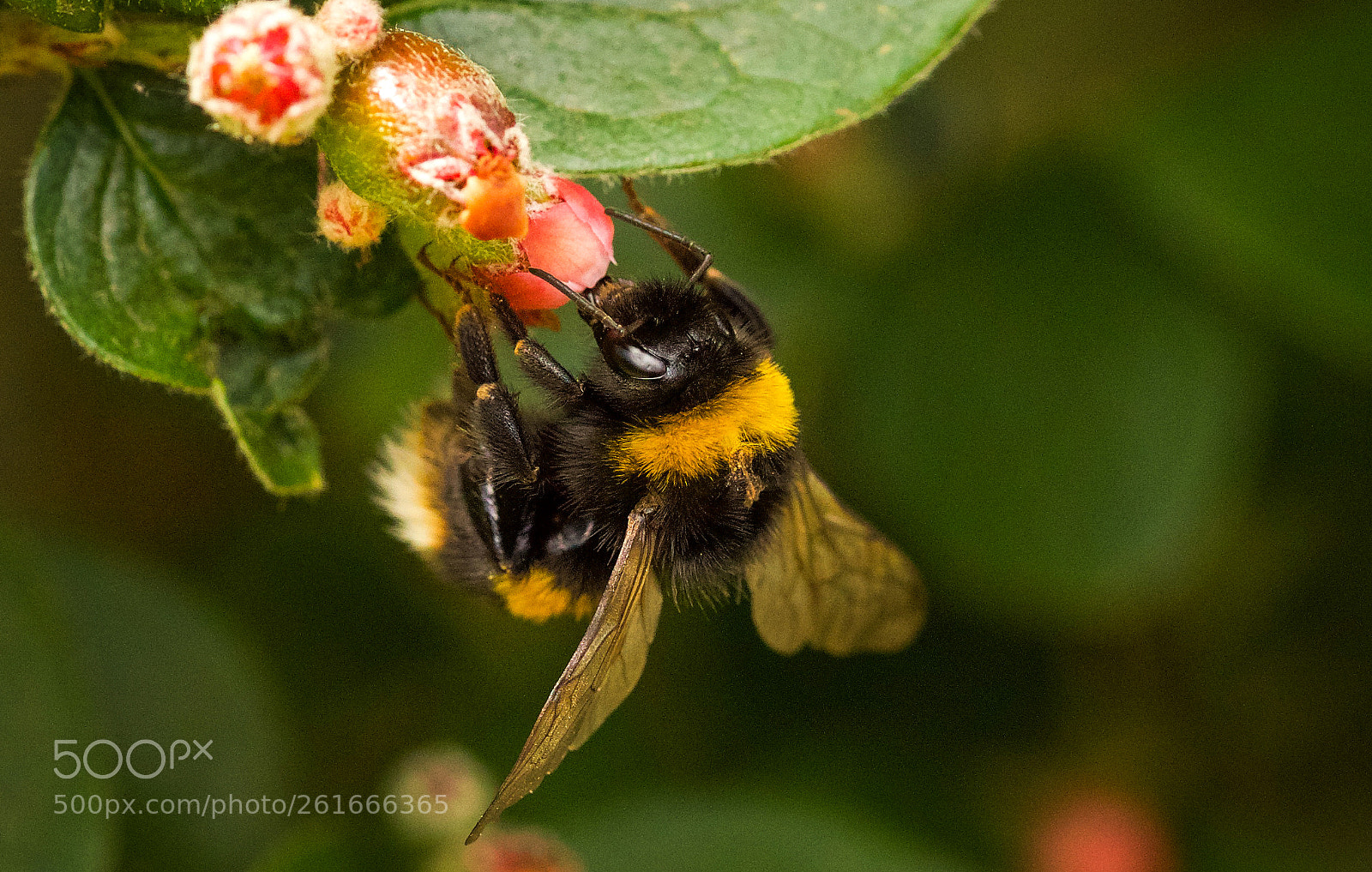 Canon EOS 5D Mark IV sample photo. Bee's world photography