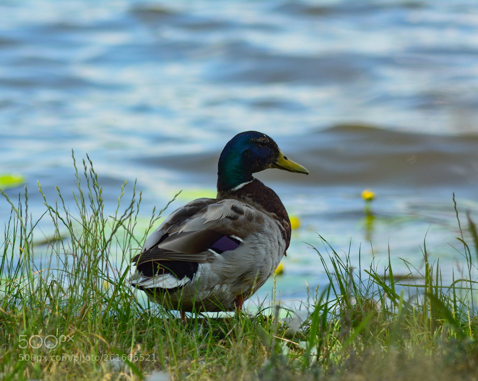 Nikon D5200 sample photo. Duck photography