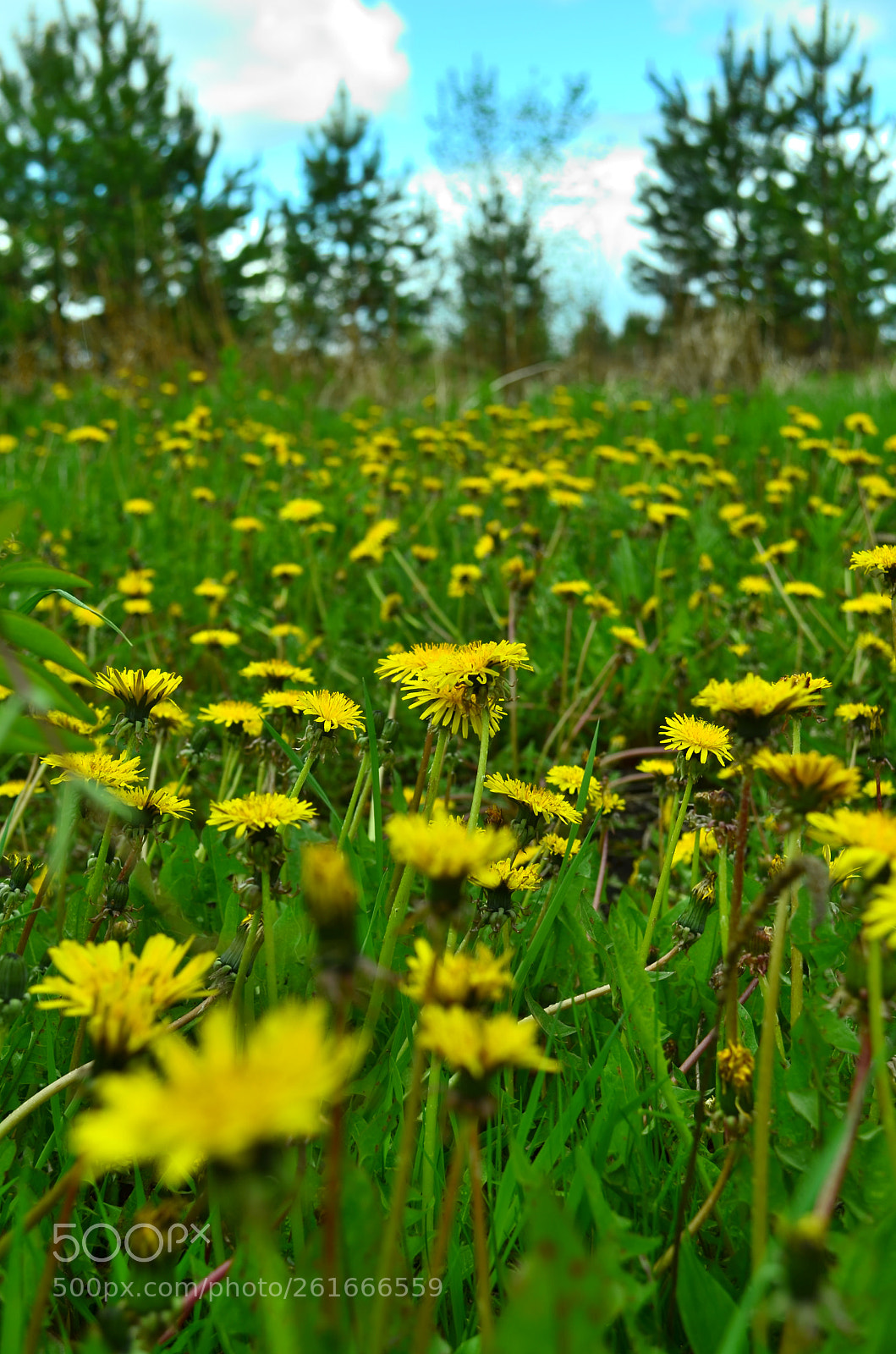 Nikon D5100 sample photo. Одуванчик photography