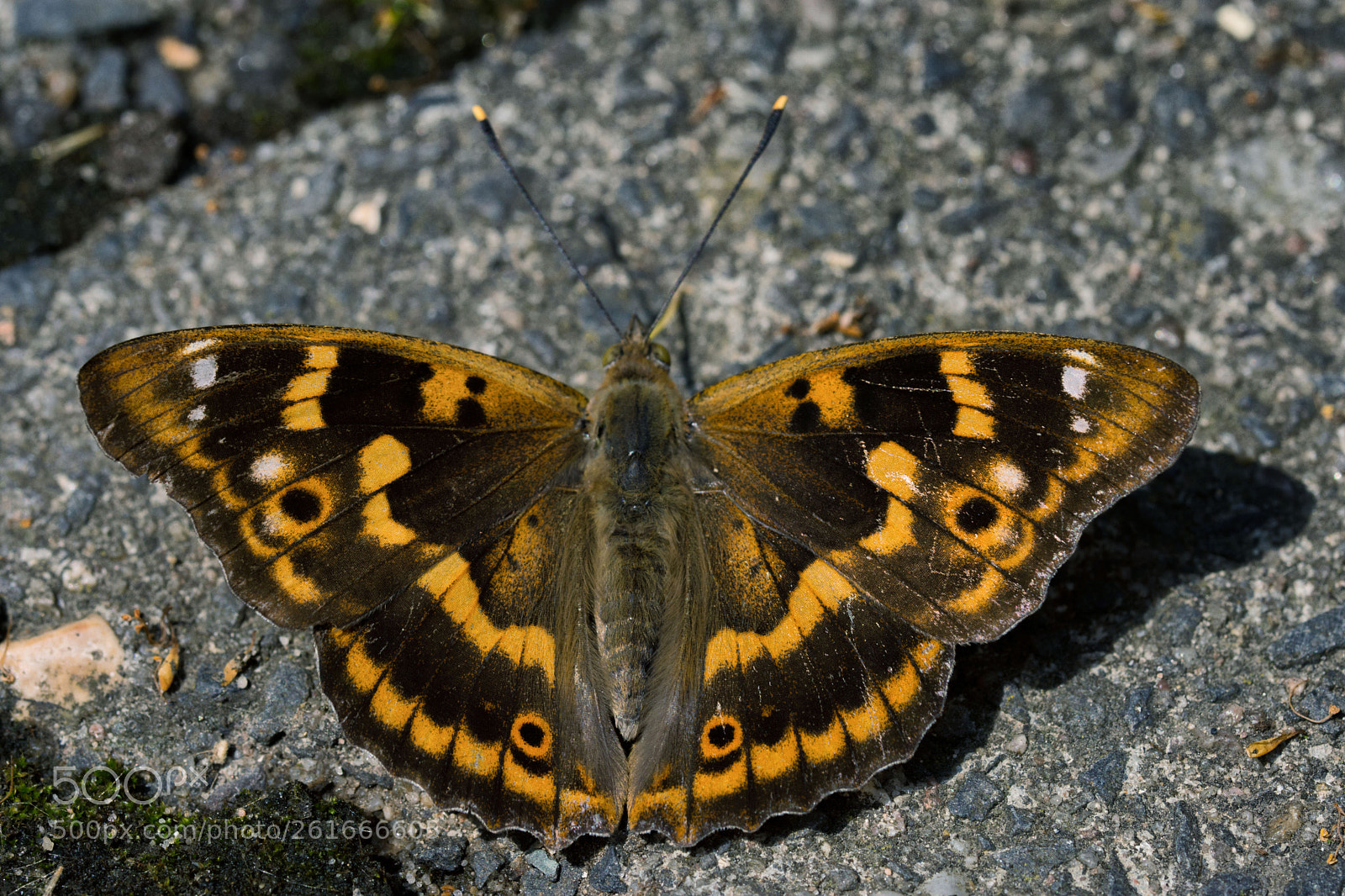 Nikon D7200 sample photo. Kleiner schillerfalter photography